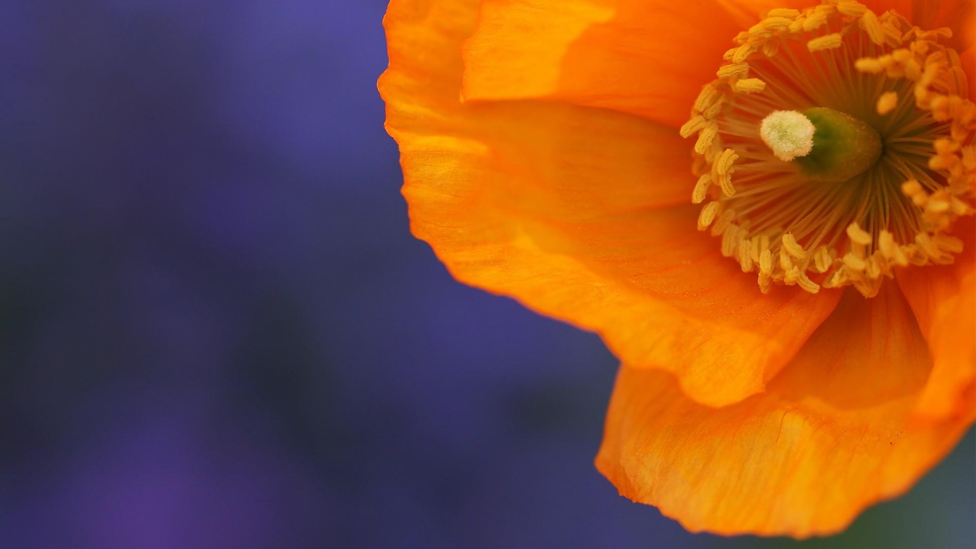 Orange Poppy Wallpapers Top Free Orange Poppy Backgrounds