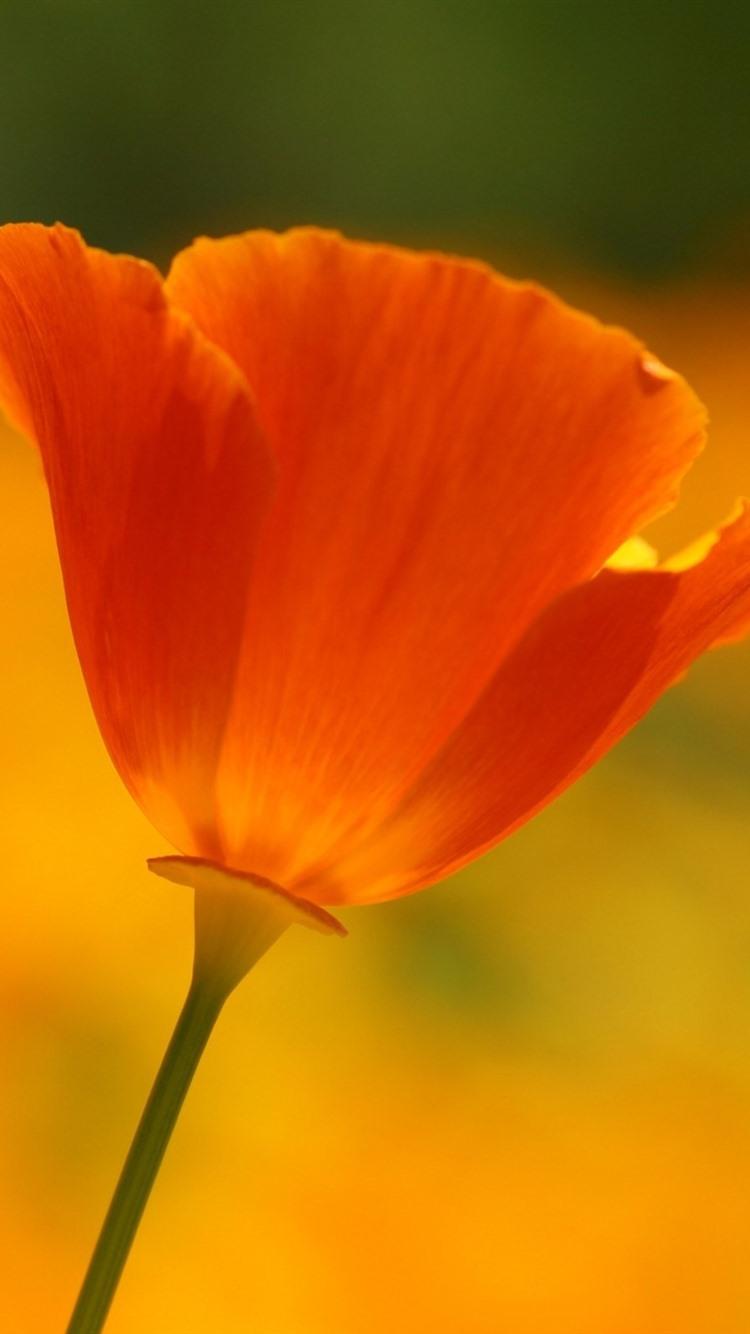 Orange Poppy Wallpapers Top Free Orange Poppy Backgrounds