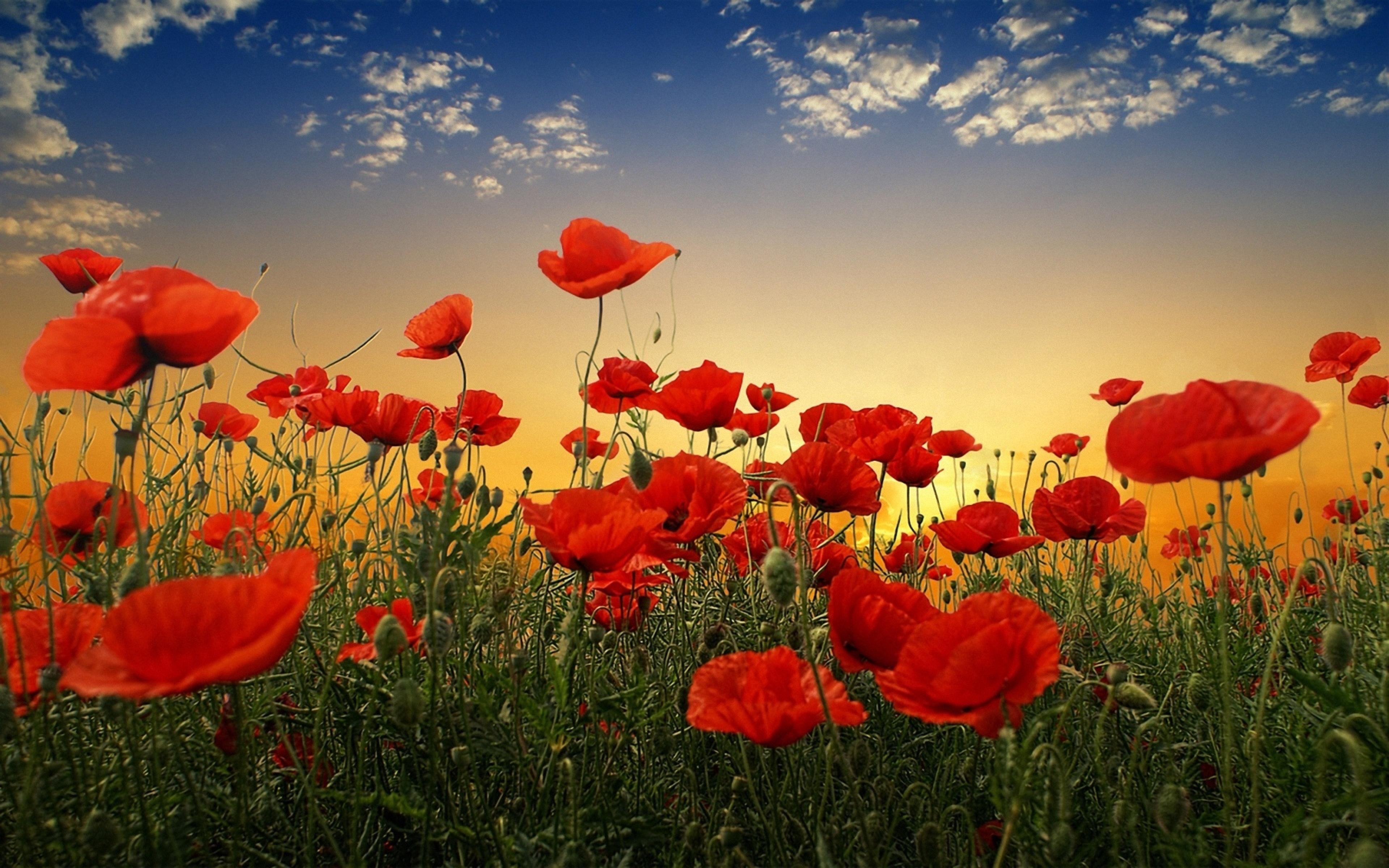 Orange Poppy Wallpapers Top Free Orange Poppy Backgrounds