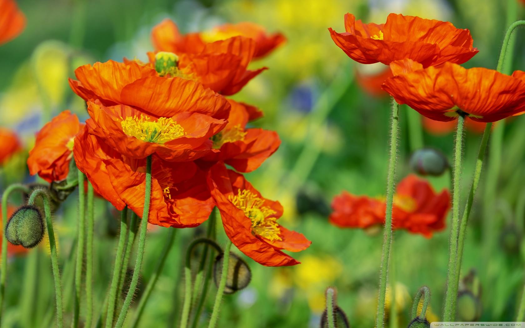 Orange Poppy Wallpapers Top Free Orange Poppy Backgrounds