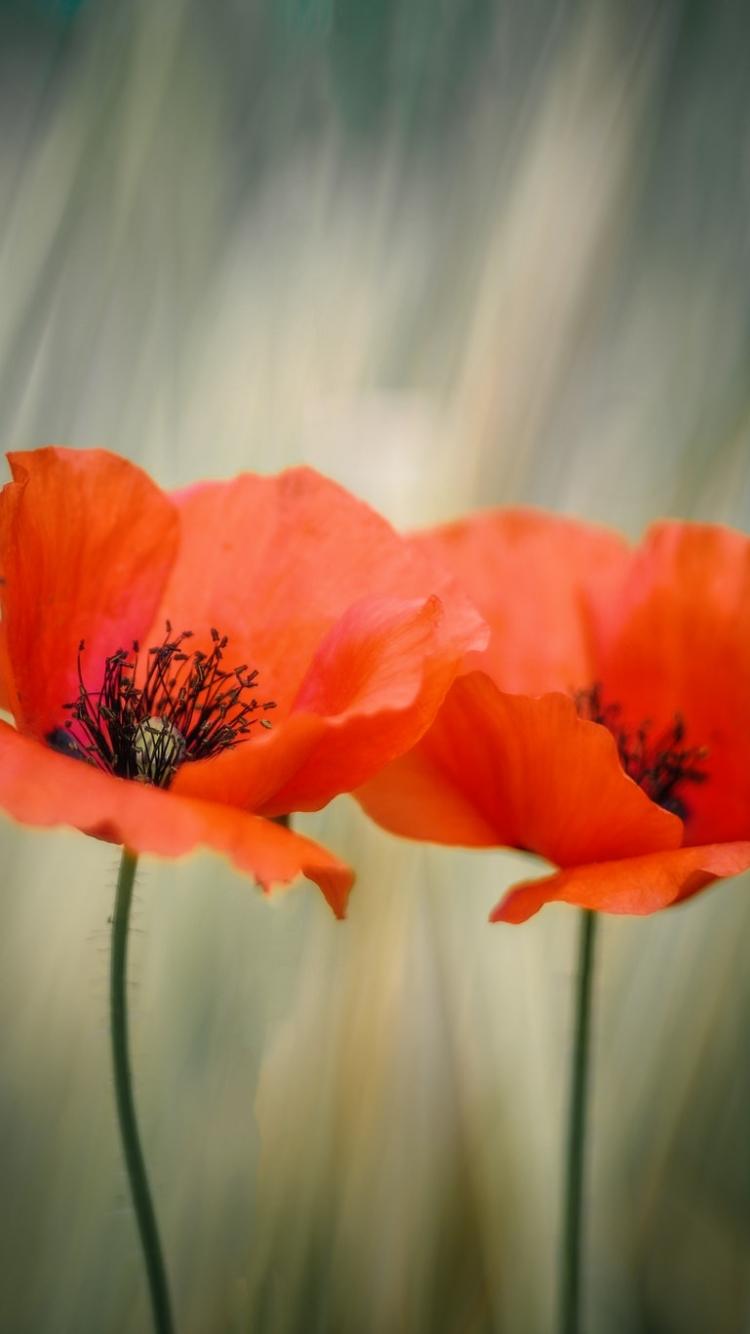 Orange Poppy Wallpapers Top Free Orange Poppy Backgrounds