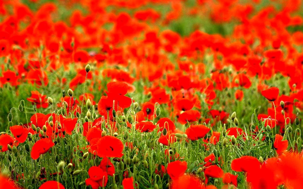 Orange Poppy Wallpapers Top Free Orange Poppy Backgrounds