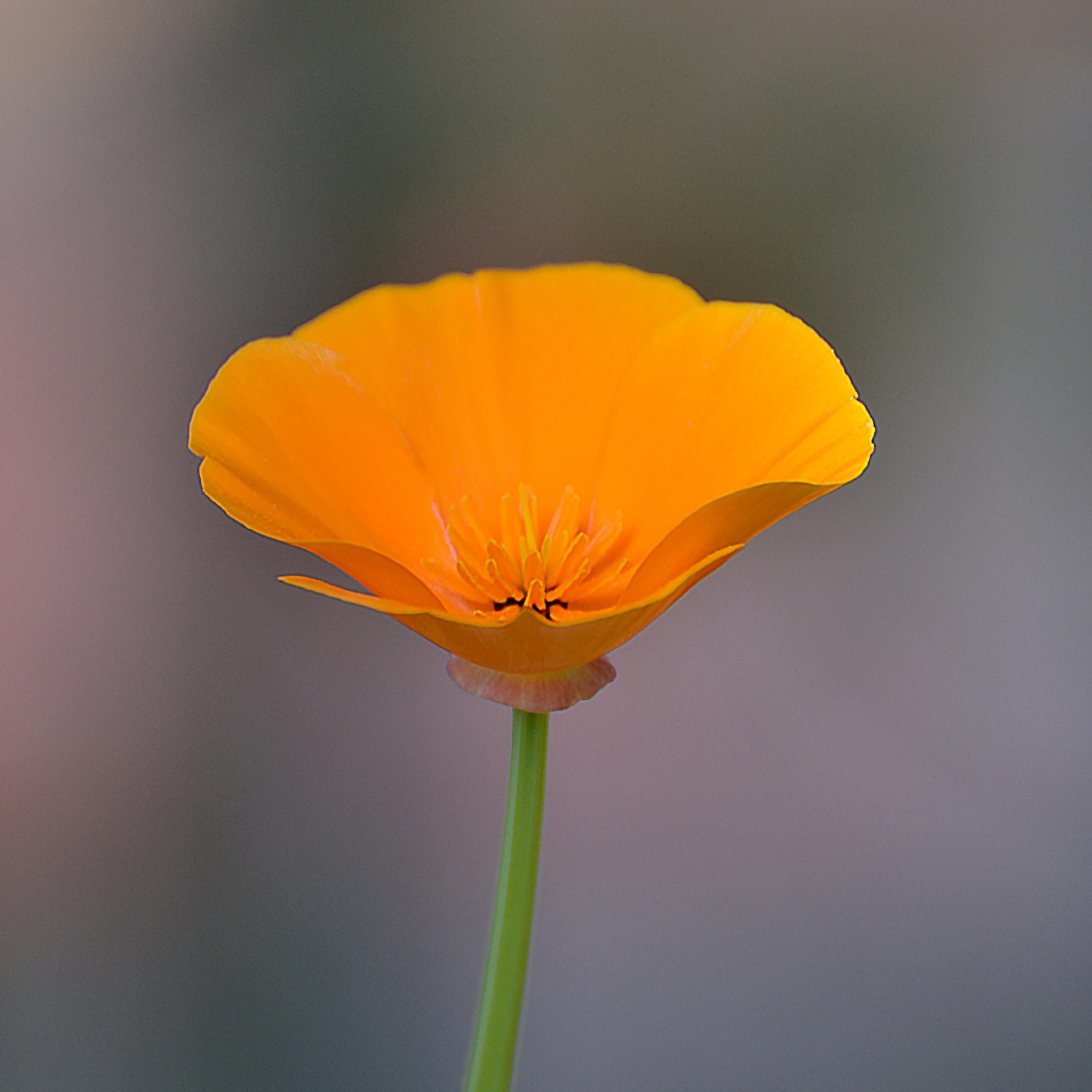 Orange Poppy Wallpapers Top Free Orange Poppy Backgrounds