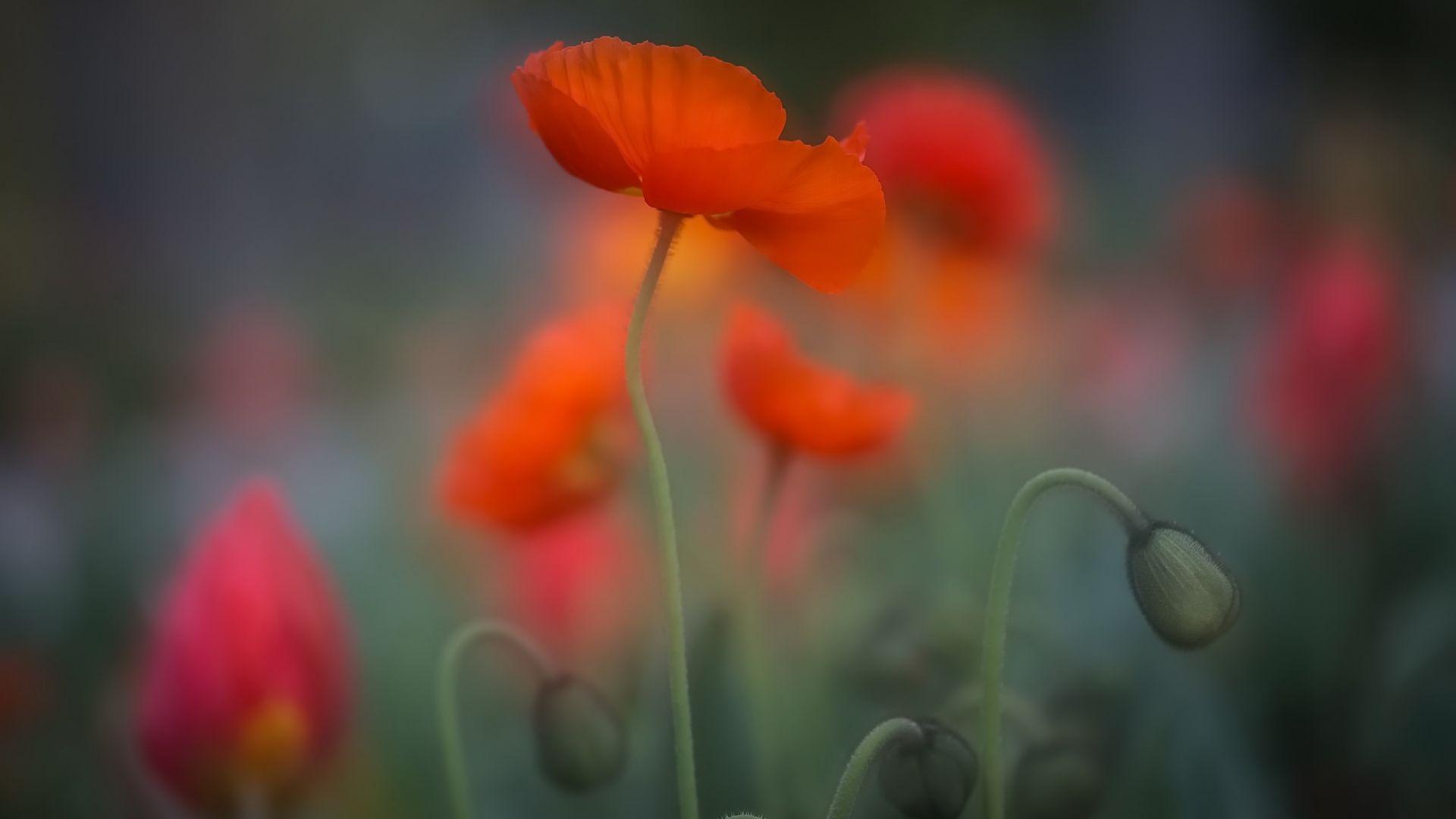 Orange Poppy Wallpapers Top Free Orange Poppy Backgrounds