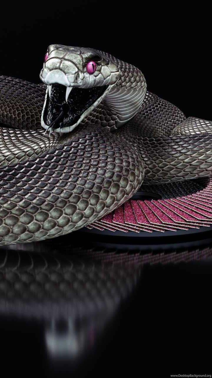 Black Snake iPhone Wallpapers Top Free Black Snake iPhone Backgrounds