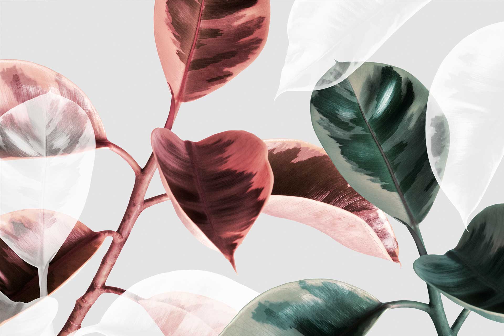 Pot Plant Wallpapers Top Free Pot Plant Backgrounds WallpaperAccess