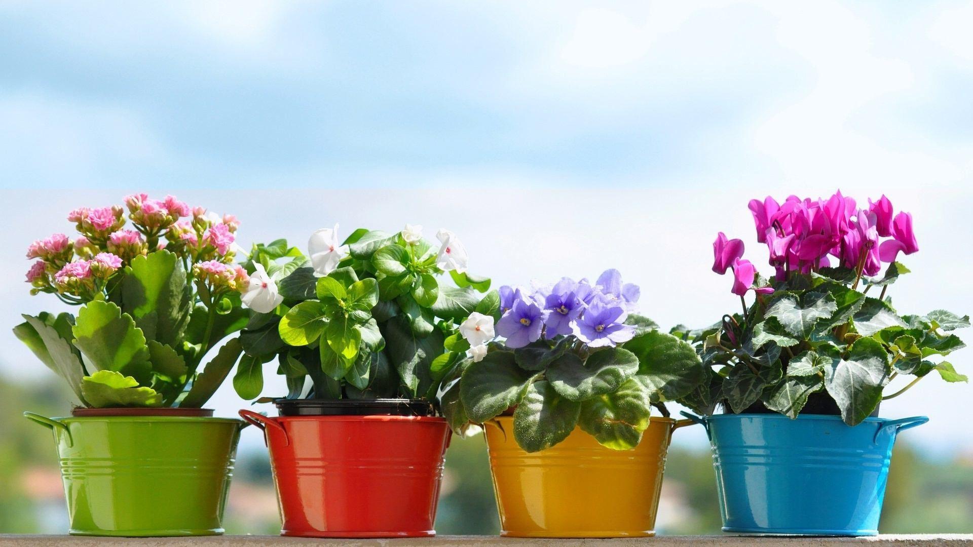 Pot Plant Wallpapers Top Free Pot Plant Backgrounds WallpaperAccess