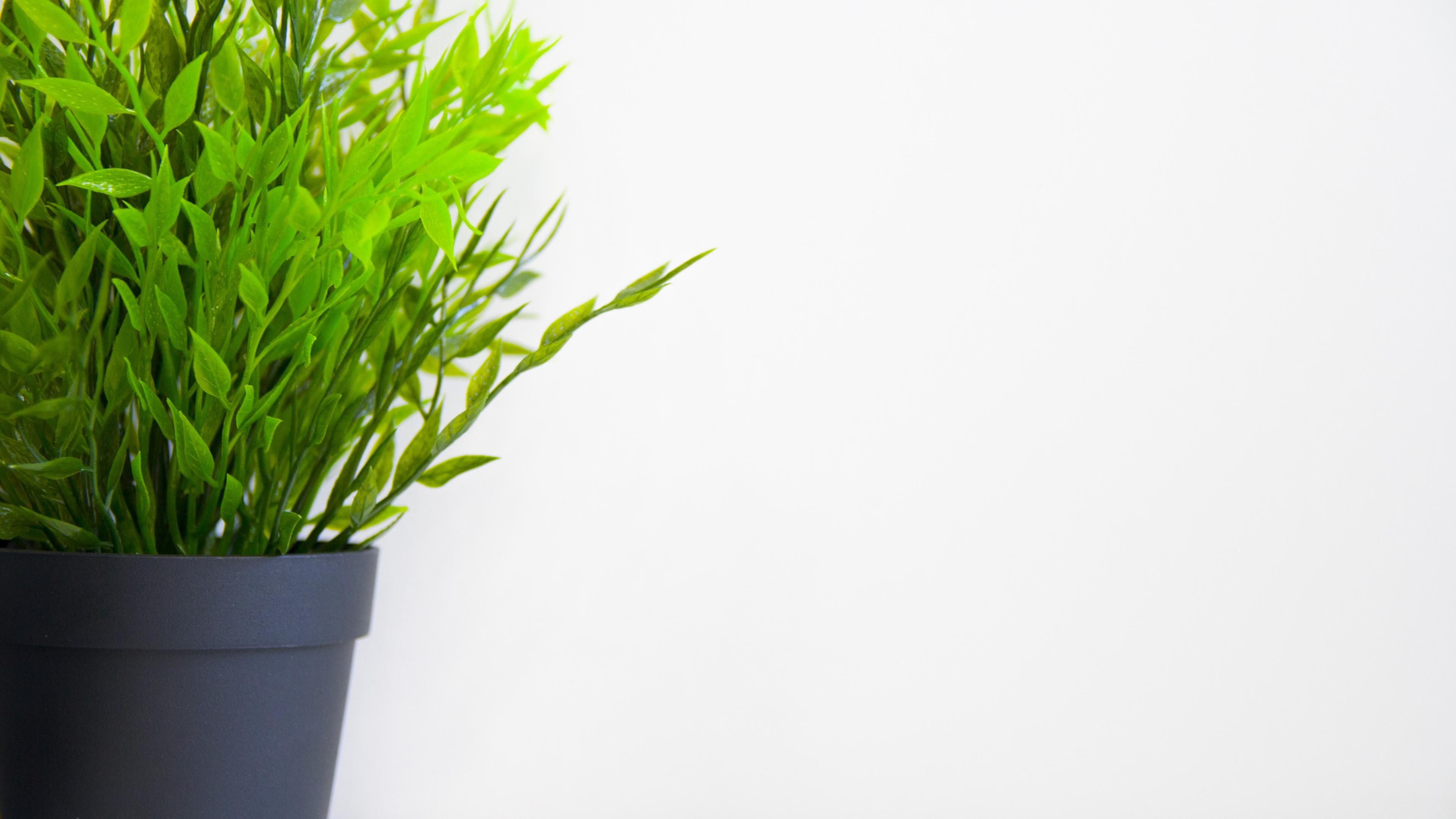 Pot Plant Wallpapers Top Free Pot Plant Backgrounds WallpaperAccess