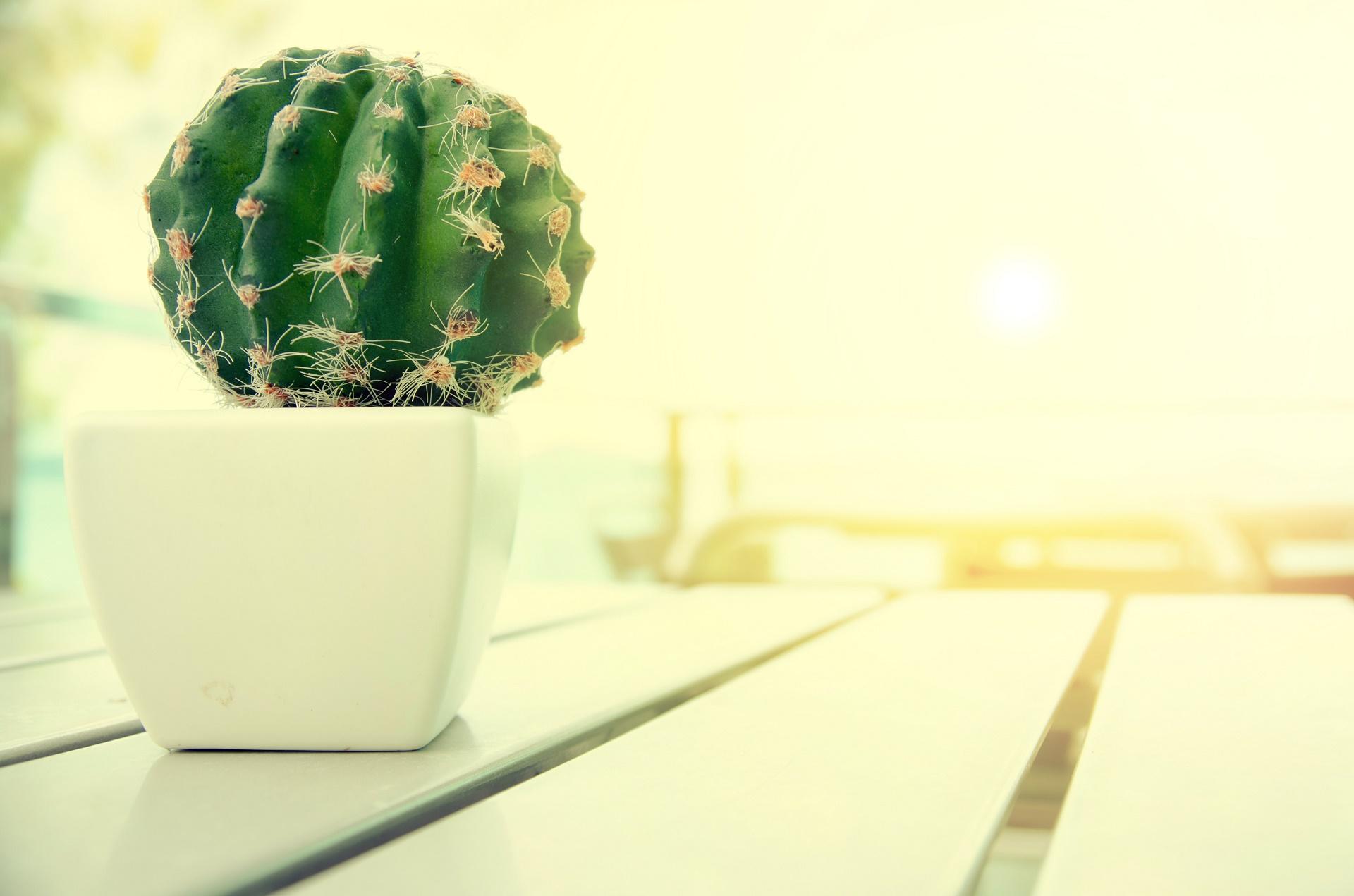 Pot Plant Wallpapers Top Free Pot Plant Backgrounds WallpaperAccess