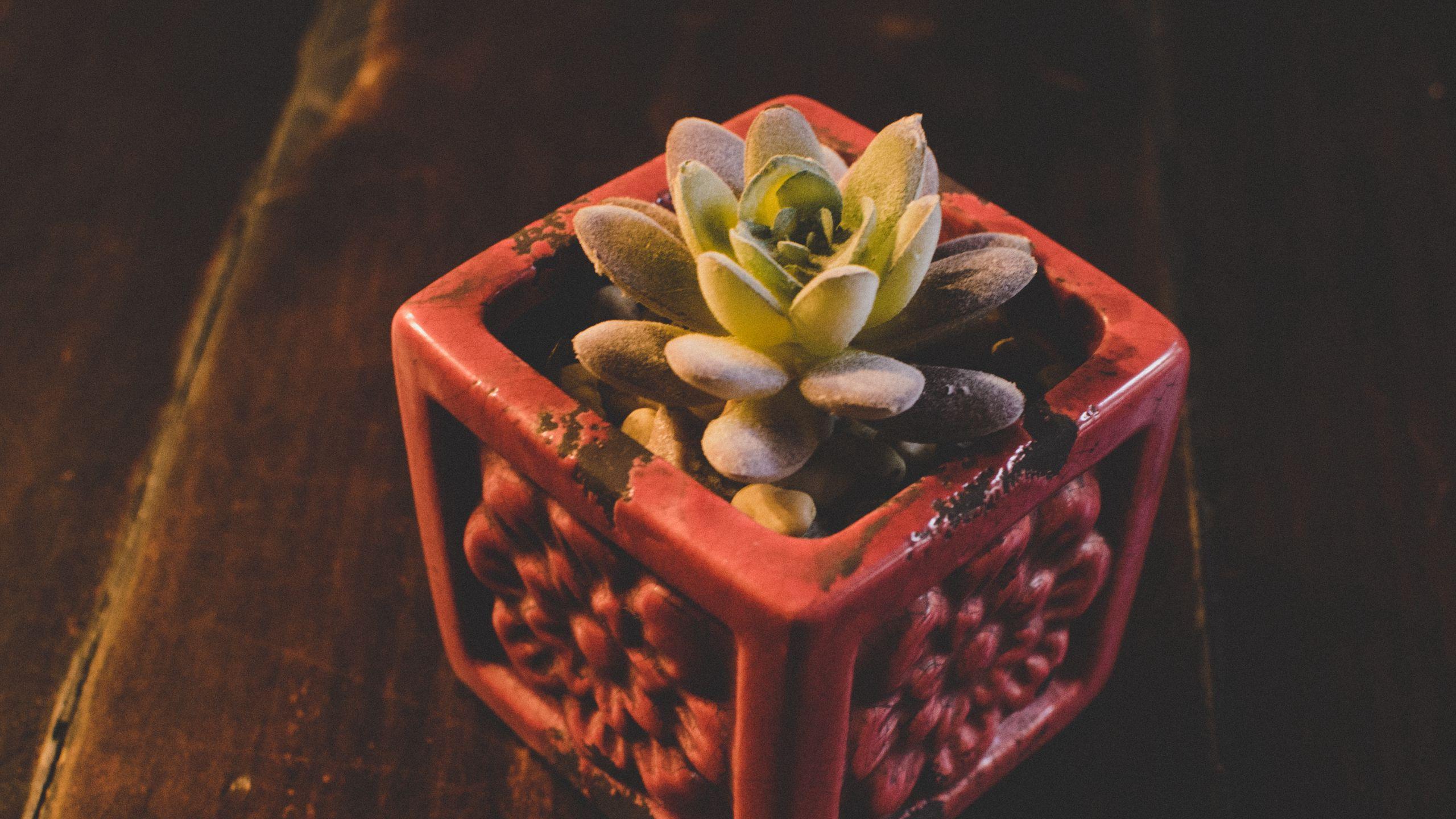 Pot Plant Wallpapers Top Free Pot Plant Backgrounds WallpaperAccess