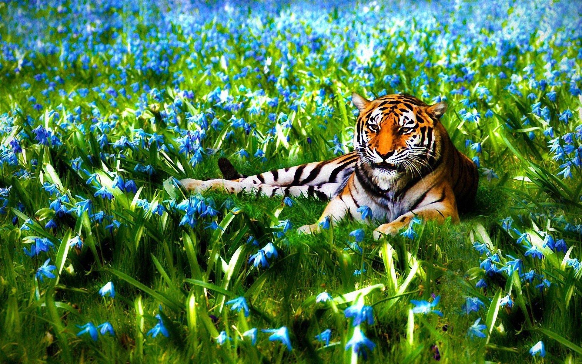 Ultra HD Animal Wallpapers Top Free Ultra HD Animal Backgrounds