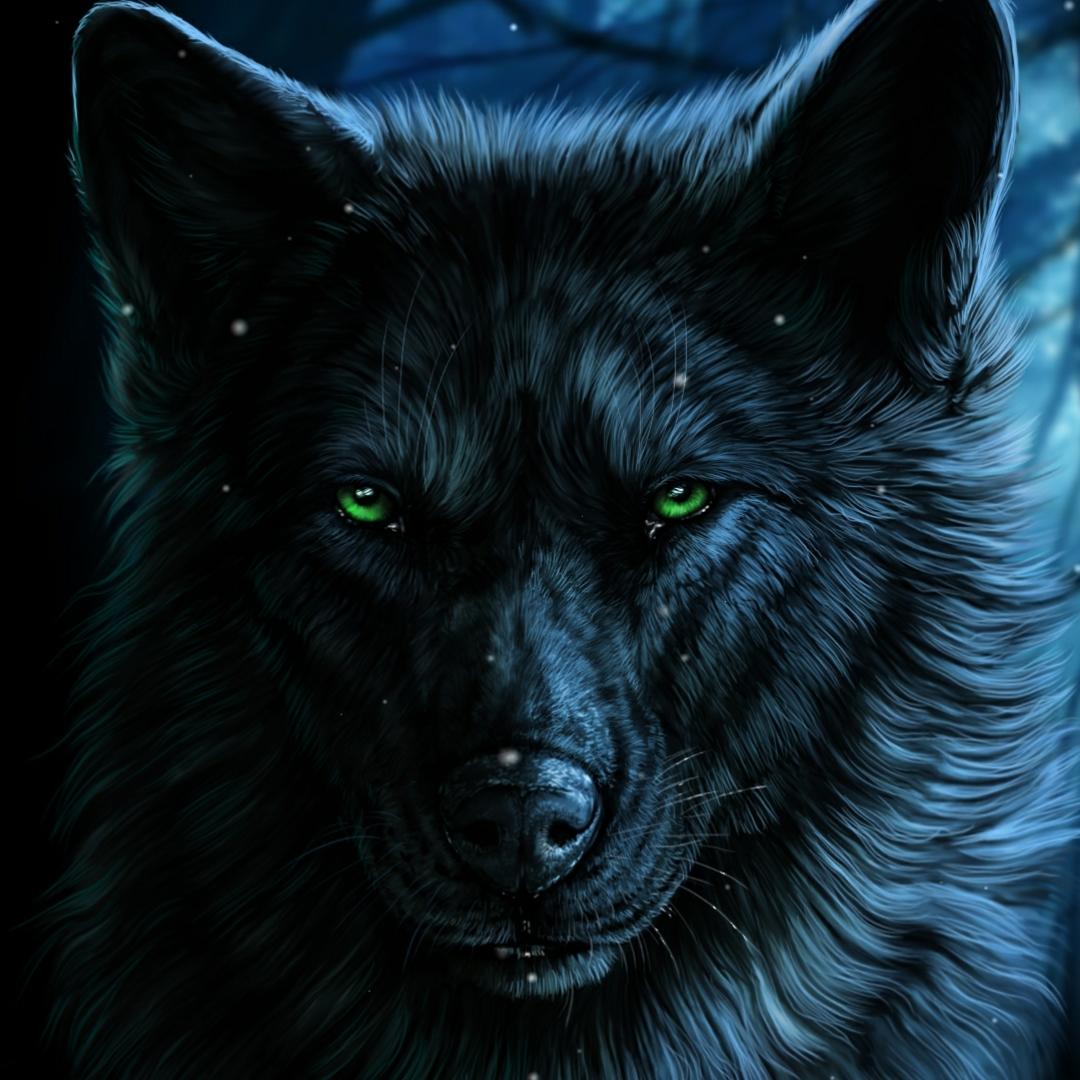Black Wolf with Red Eyes Wallpapers Top Free Black Wolf with Red Eyes