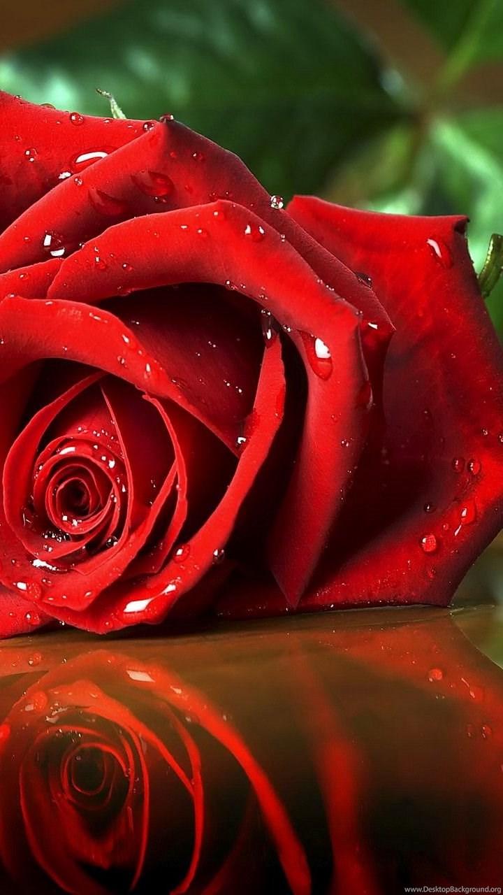 Flower Theme Wallpapers Top Free Flower Theme Backgrounds WallpaperAccess