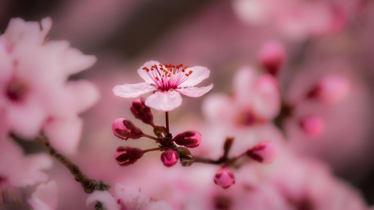 Flower Theme Wallpapers Top Free Flower Theme Backgrounds