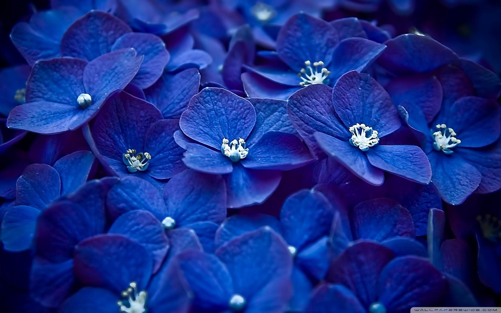 Flower Theme Wallpapers Top Free Flower Theme Backgrounds WallpaperAccess