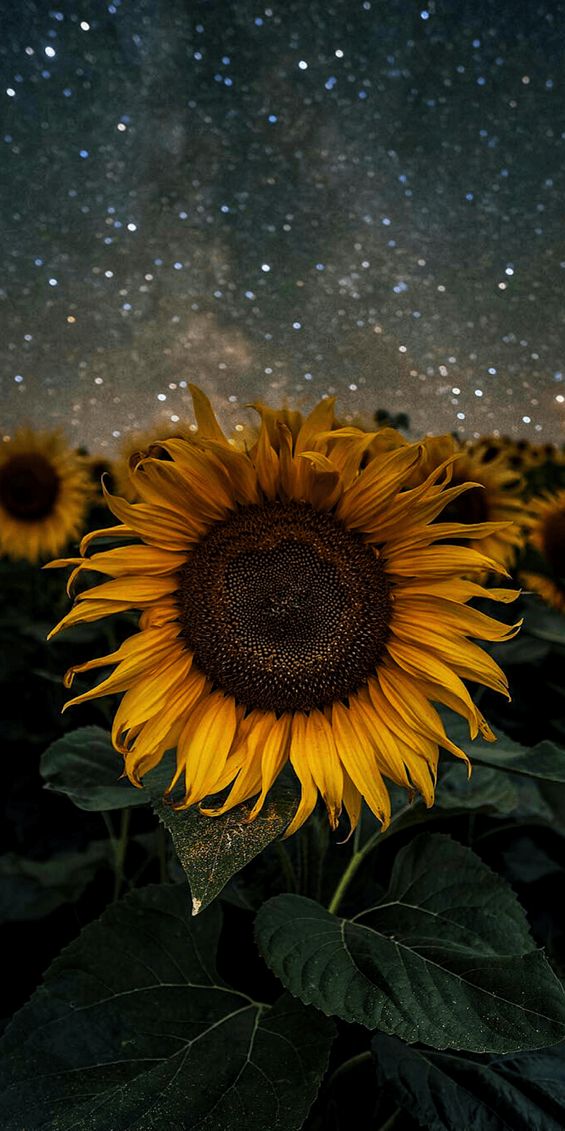 Sunflower Aesthetic iPhone Wallpapers Top Free Sunflower Aesthetic