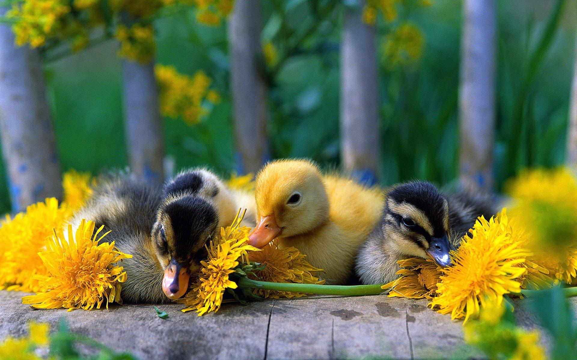 Cute Yellow Ducks Wallpapers Top Free Cute Yellow Ducks Backgrounds