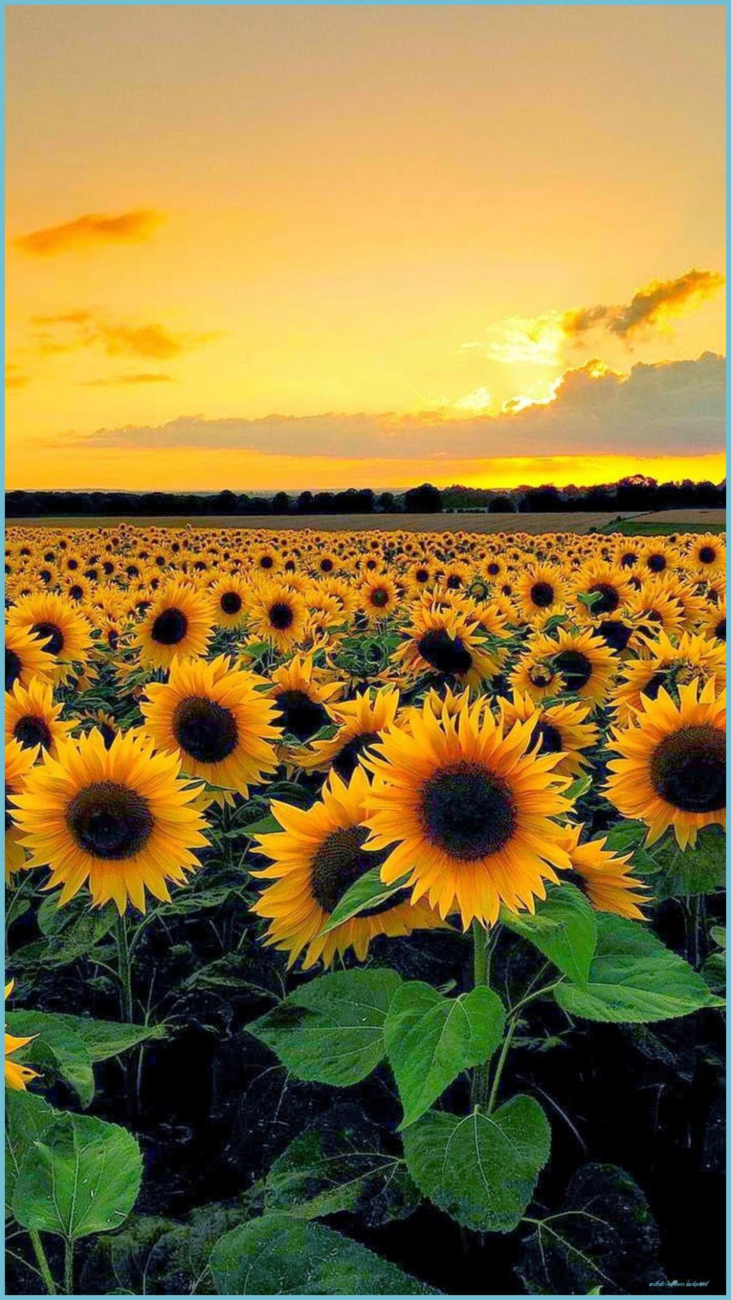 Sunflowers and Roses Aesthetic Wallpapers Top Free Sunflowers and