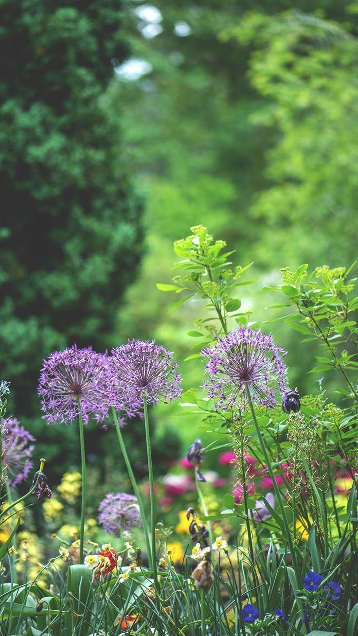 Garden Phone Wallpapers Top Free Garden Phone Backgrounds