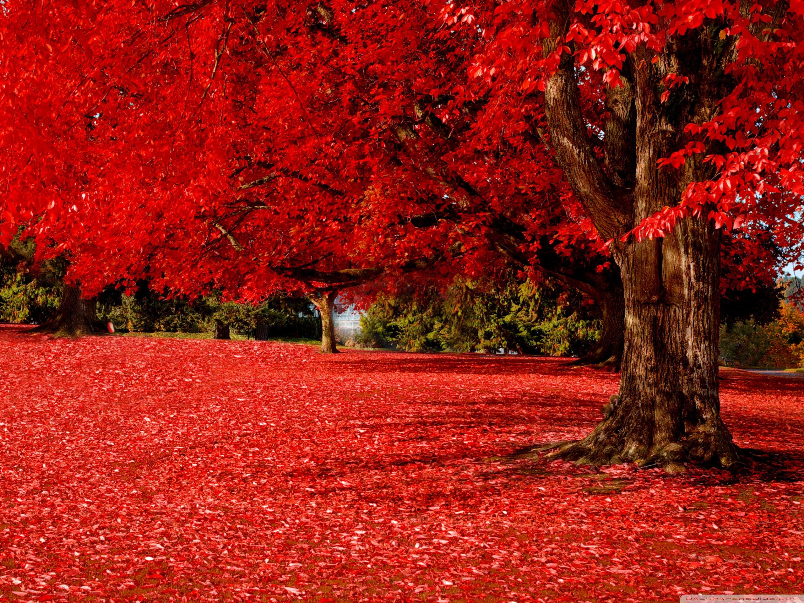 Beautiful Red Desktop Wallpapers Top Free Beautiful Red Desktop