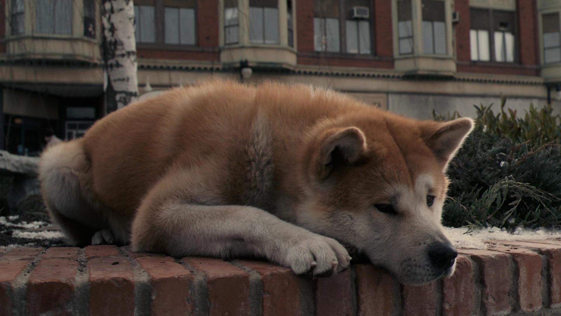 Hachiko Wallpapers Top Free Hachiko Backgrounds WallpaperAccess
