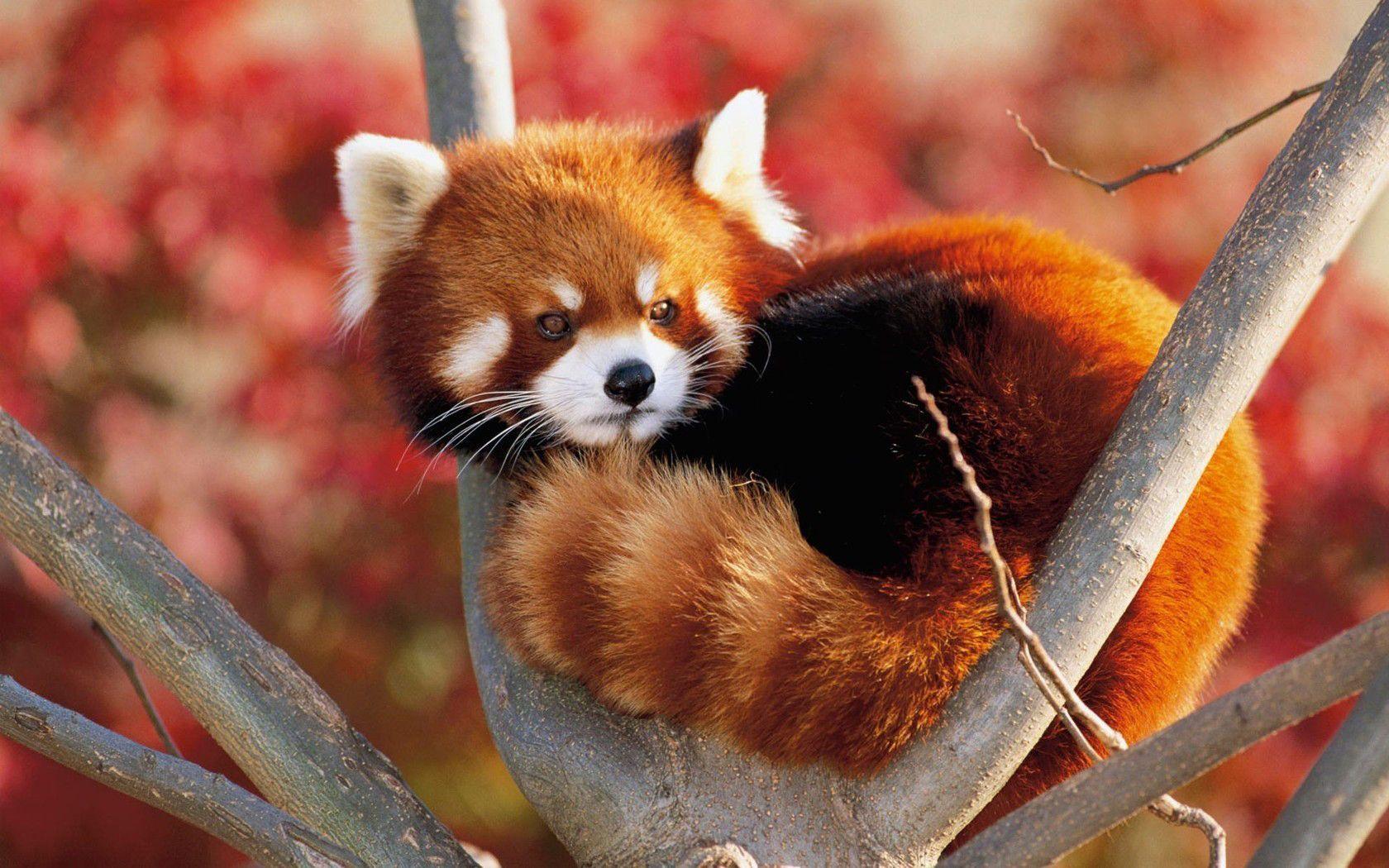 Cute Baby Red Pandas Wallpapers Top Free Cute Baby Red Pandas