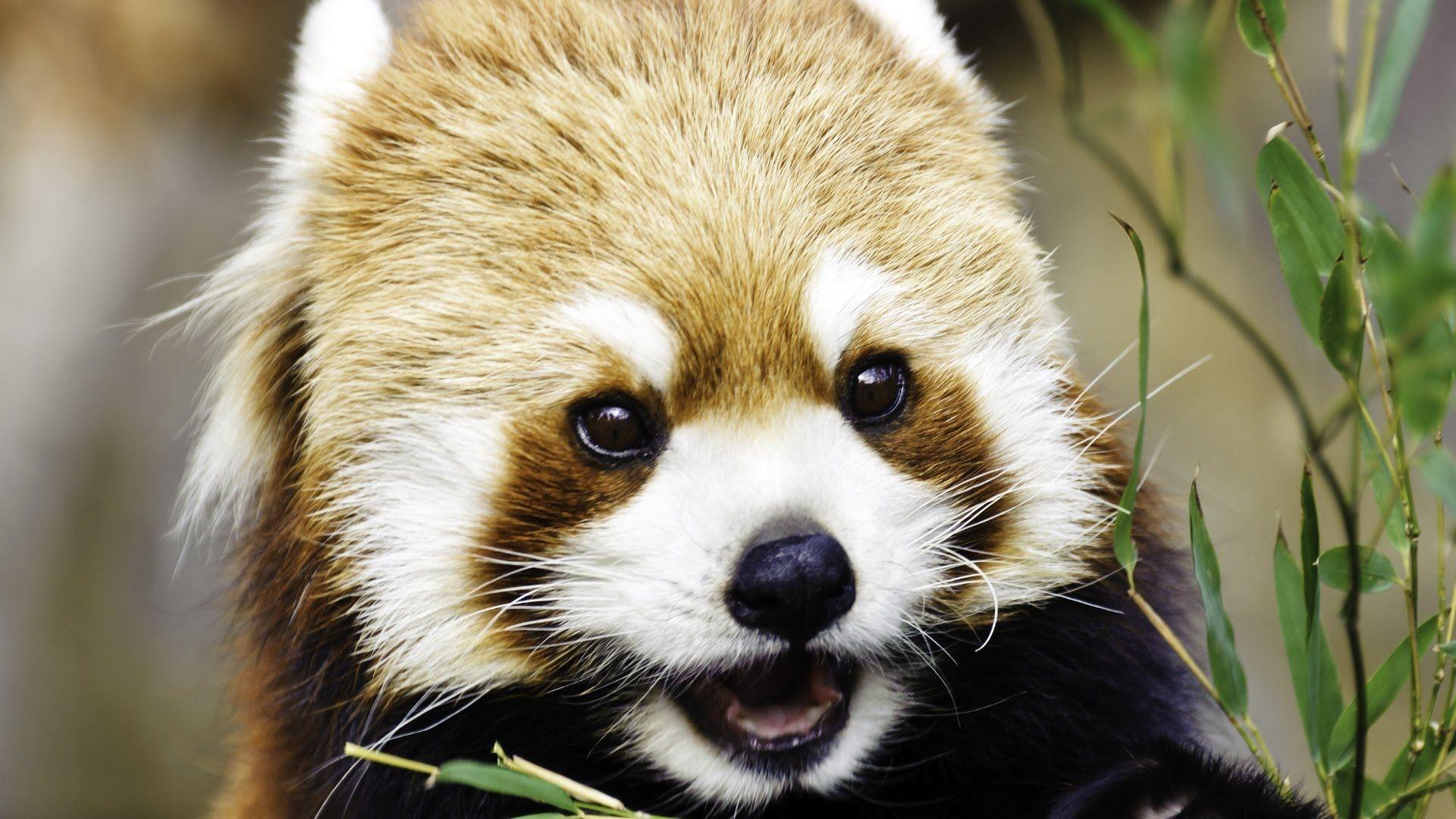 Cute Baby Red Pandas Wallpapers Top Free Cute Baby Red Pandas