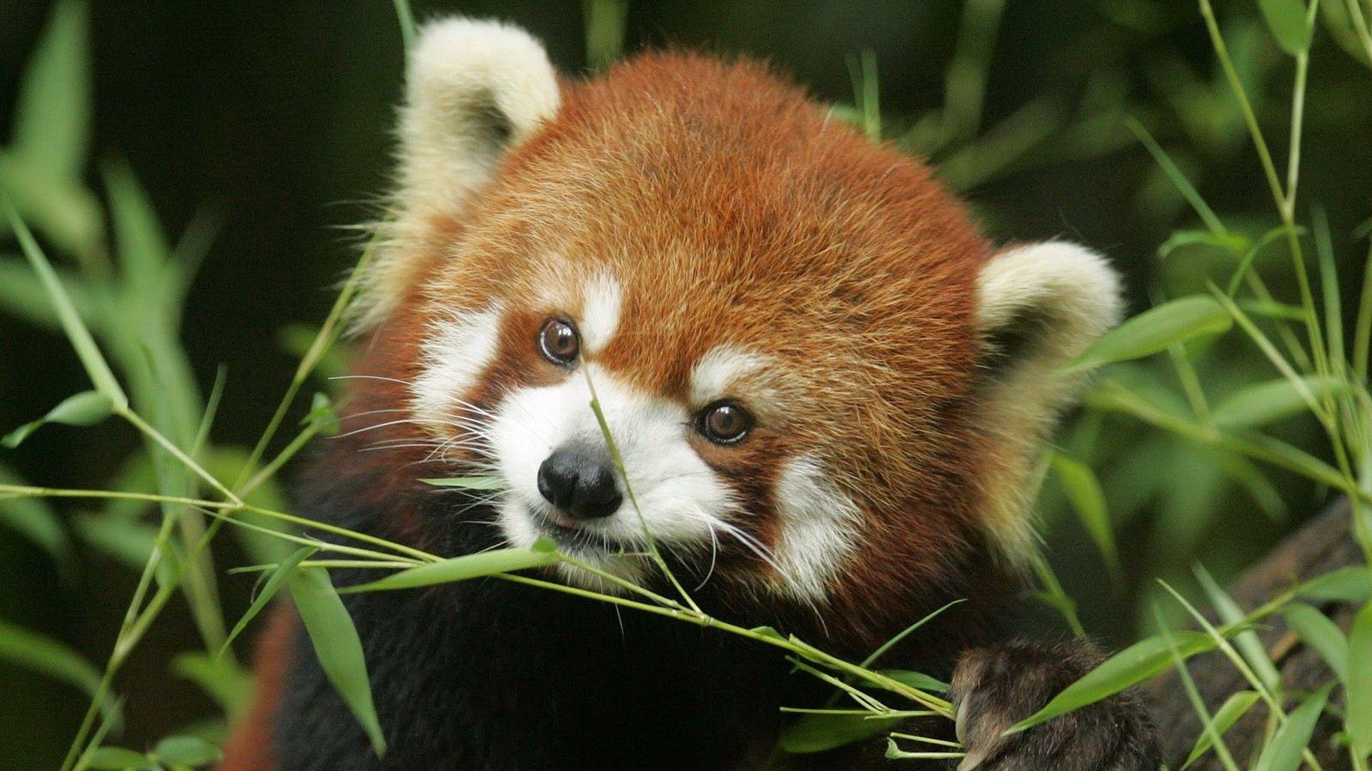 Red Panda Cute Wallpapers Top Free Red Panda Cute Backgrounds