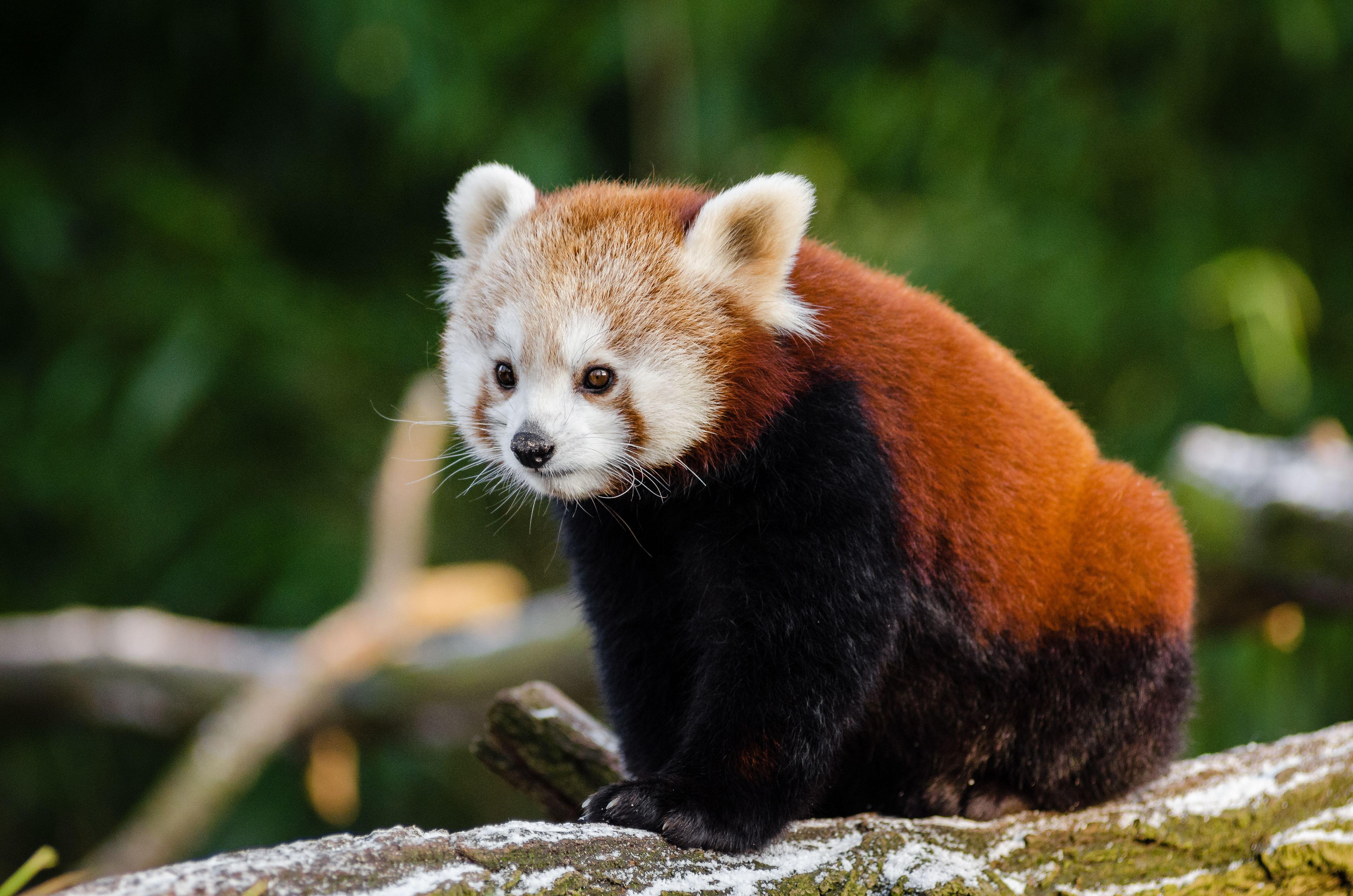 Cute Baby Red Pandas Wallpapers Top Free Cute Baby Red Pandas