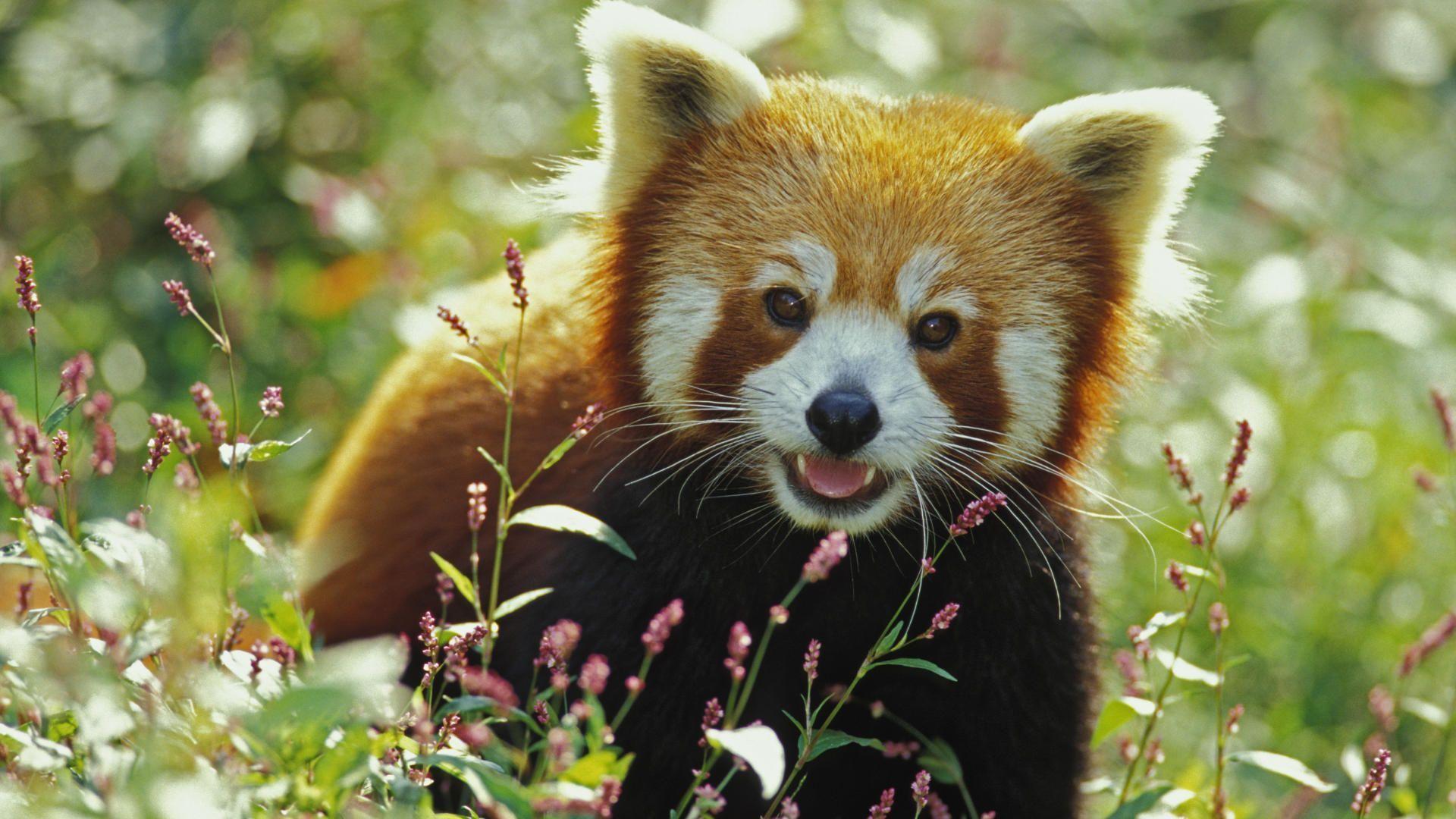 Red Panda Cute Wallpapers Top Free Red Panda Cute Backgrounds