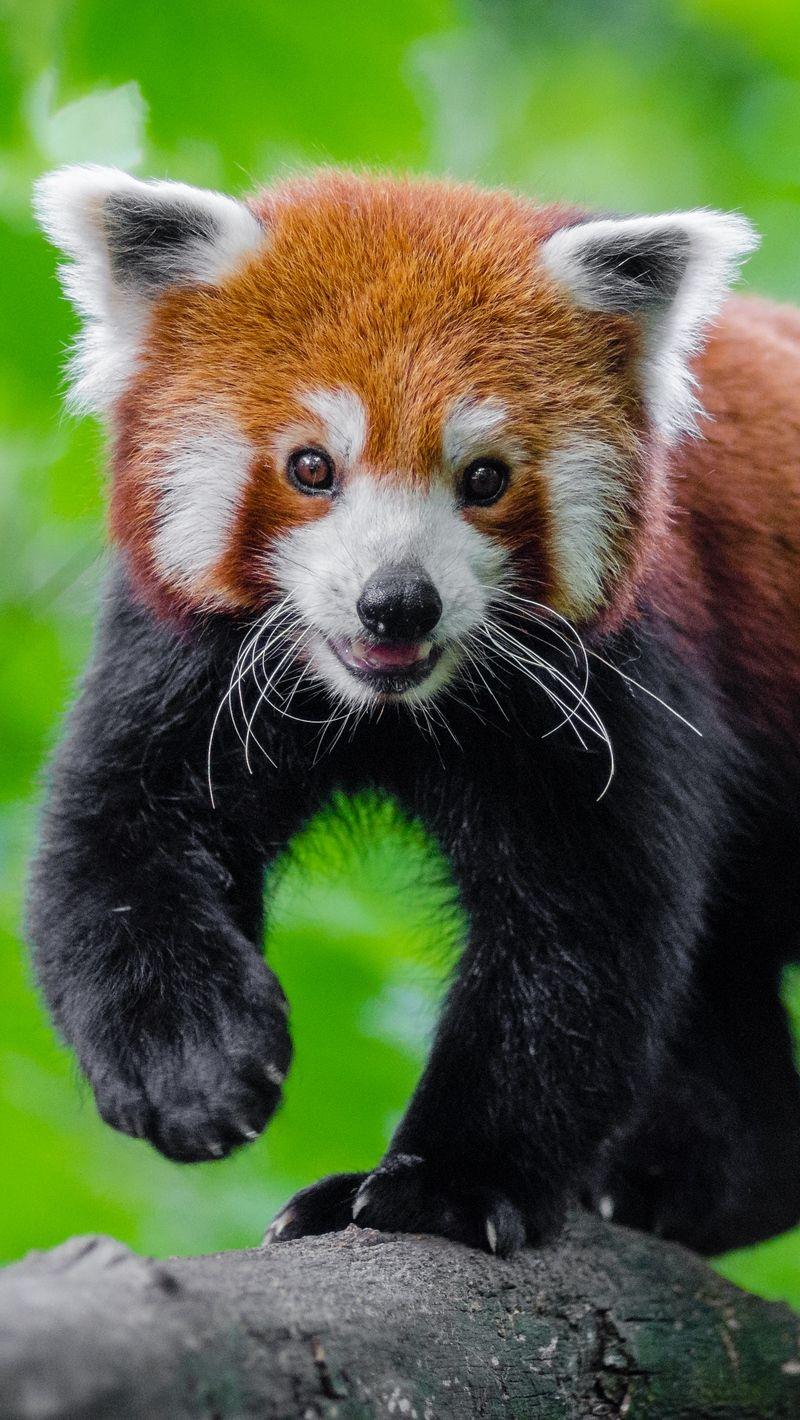 Red Panda Cute Wallpapers Top Free Red Panda Cute Backgrounds