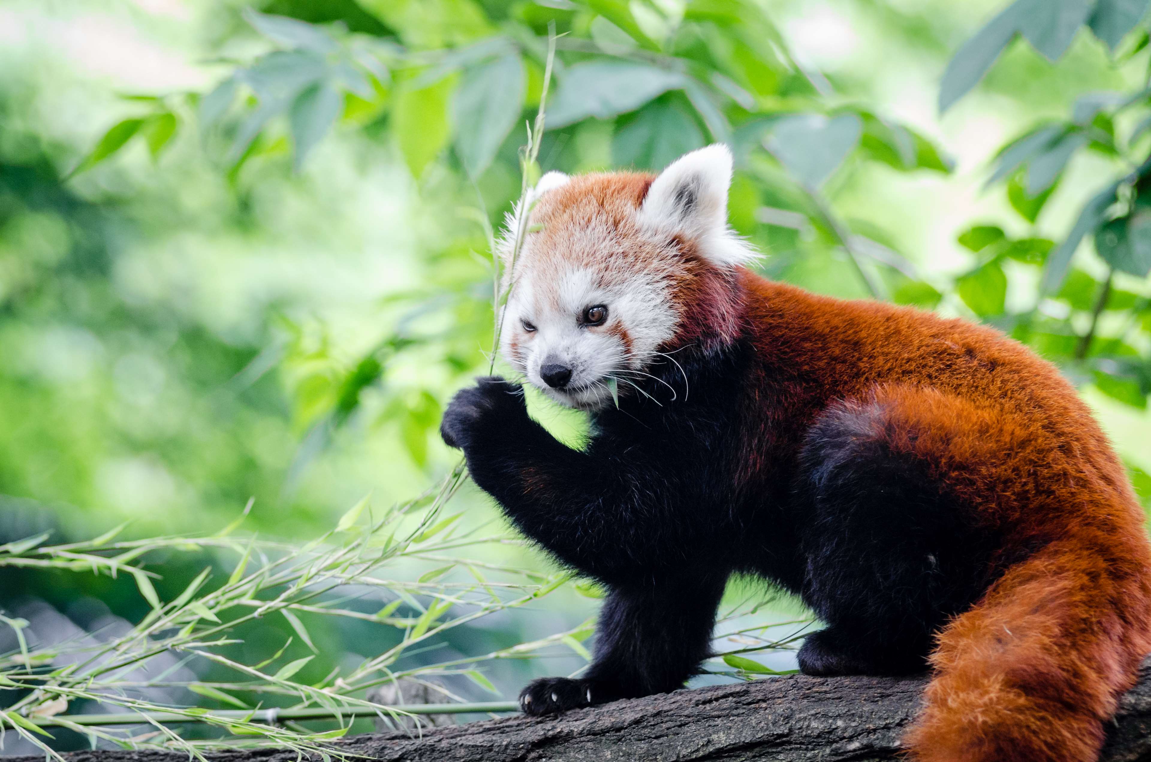 Red Panda Cute Wallpapers Top Free Red Panda Cute Backgrounds