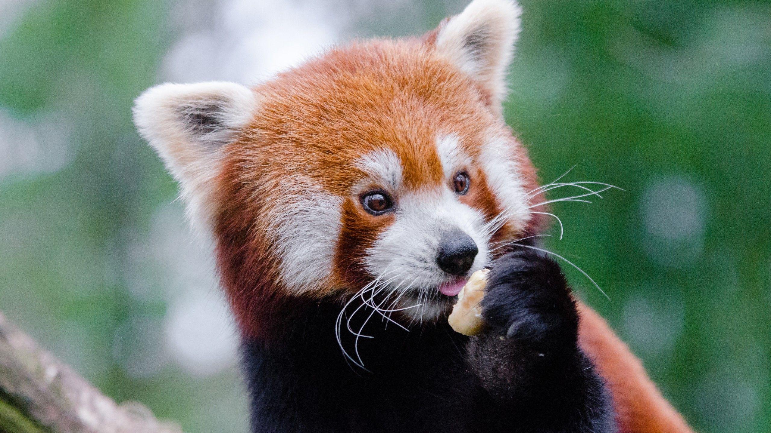 Red Panda Cute Wallpapers Top Free Red Panda Cute Backgrounds