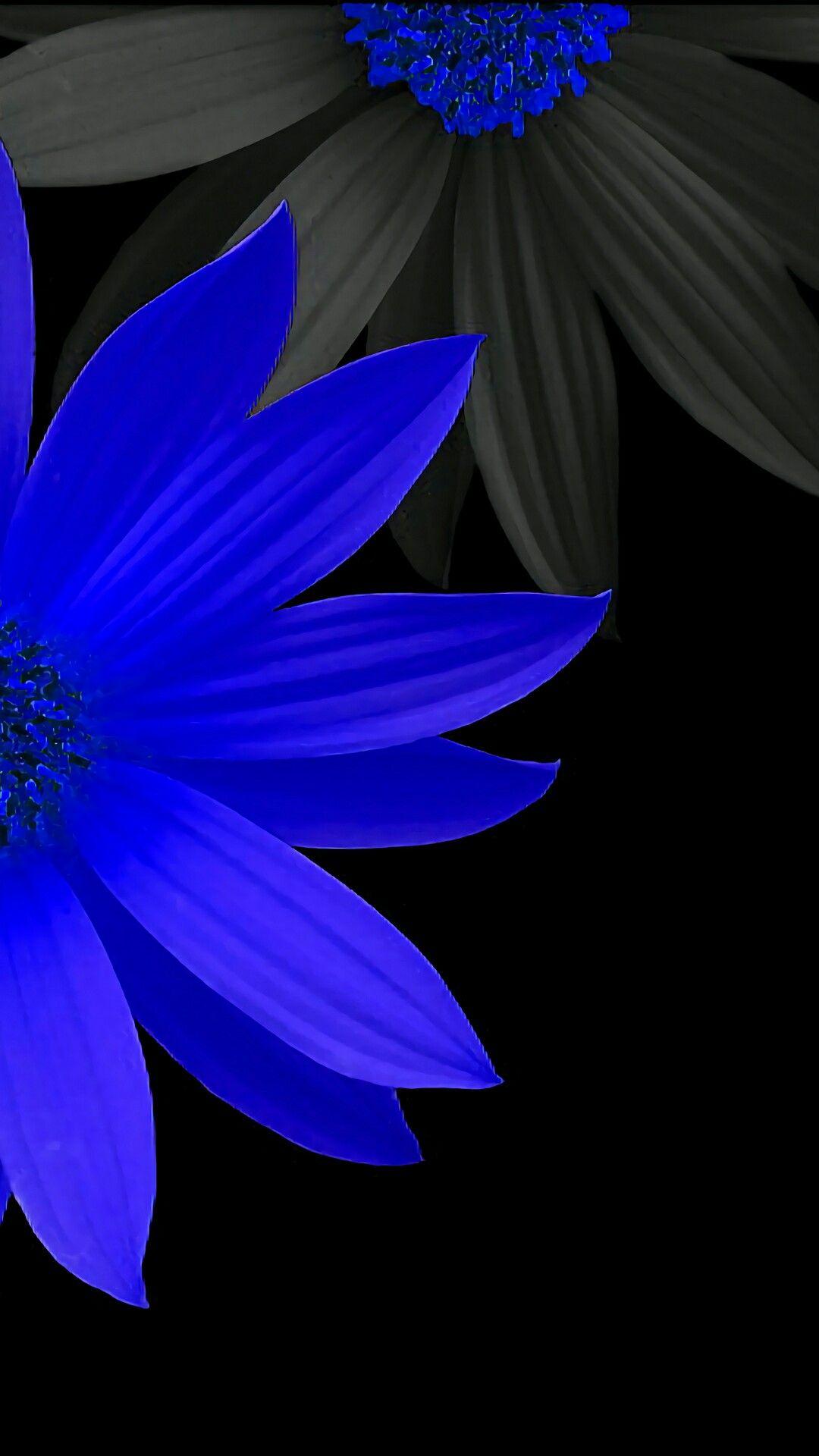 Blue Daisy Wallpapers Top Free Blue Daisy Backgrounds WallpaperAccess