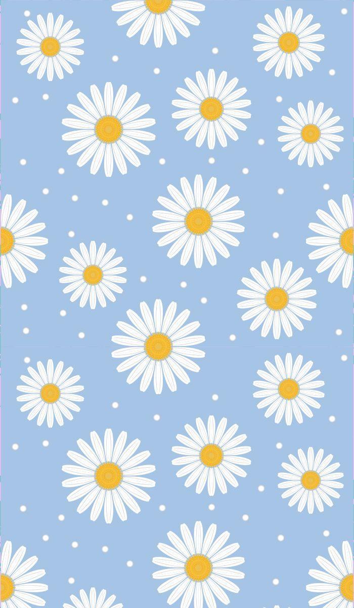 Blue Daisy Wallpapers Top Free Blue Daisy Backgrounds WallpaperAccess