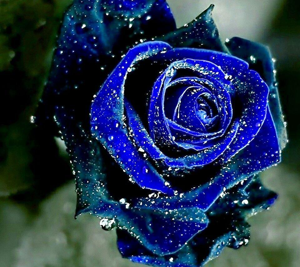 Cool Rose Wallpapers Top Free Cool Rose Backgrounds WallpaperAccess