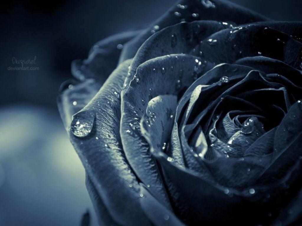 Cool Rose Wallpapers Top Free Cool Rose Backgrounds WallpaperAccess