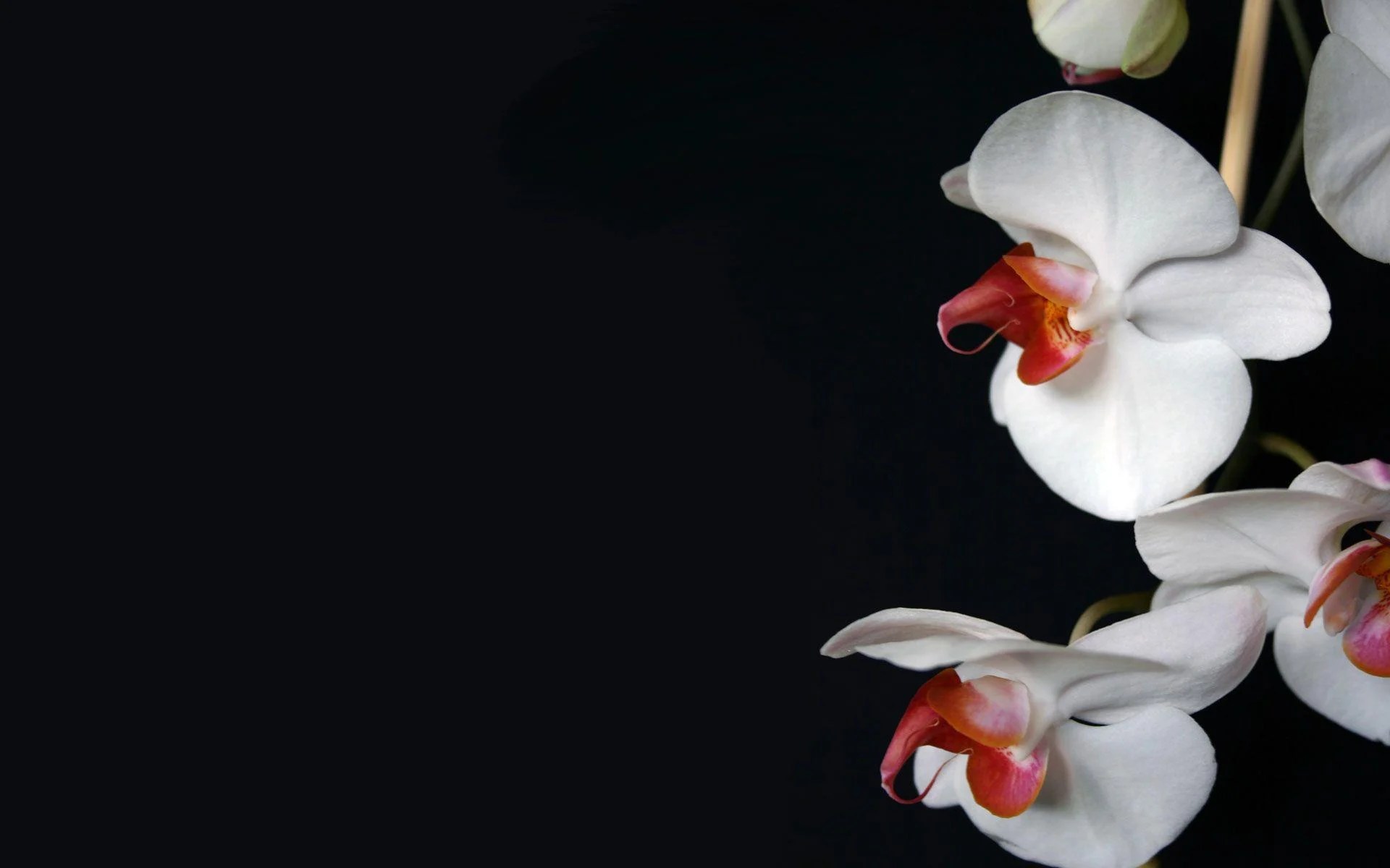 Black Orchid Wallpapers Top Free Black Orchid Backgrounds