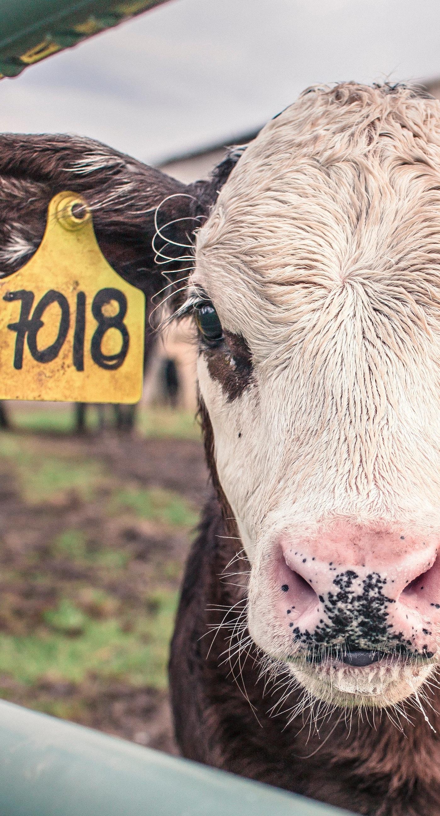 Cow iPhone Wallpapers Top Free Cow iPhone Backgrounds WallpaperAccess