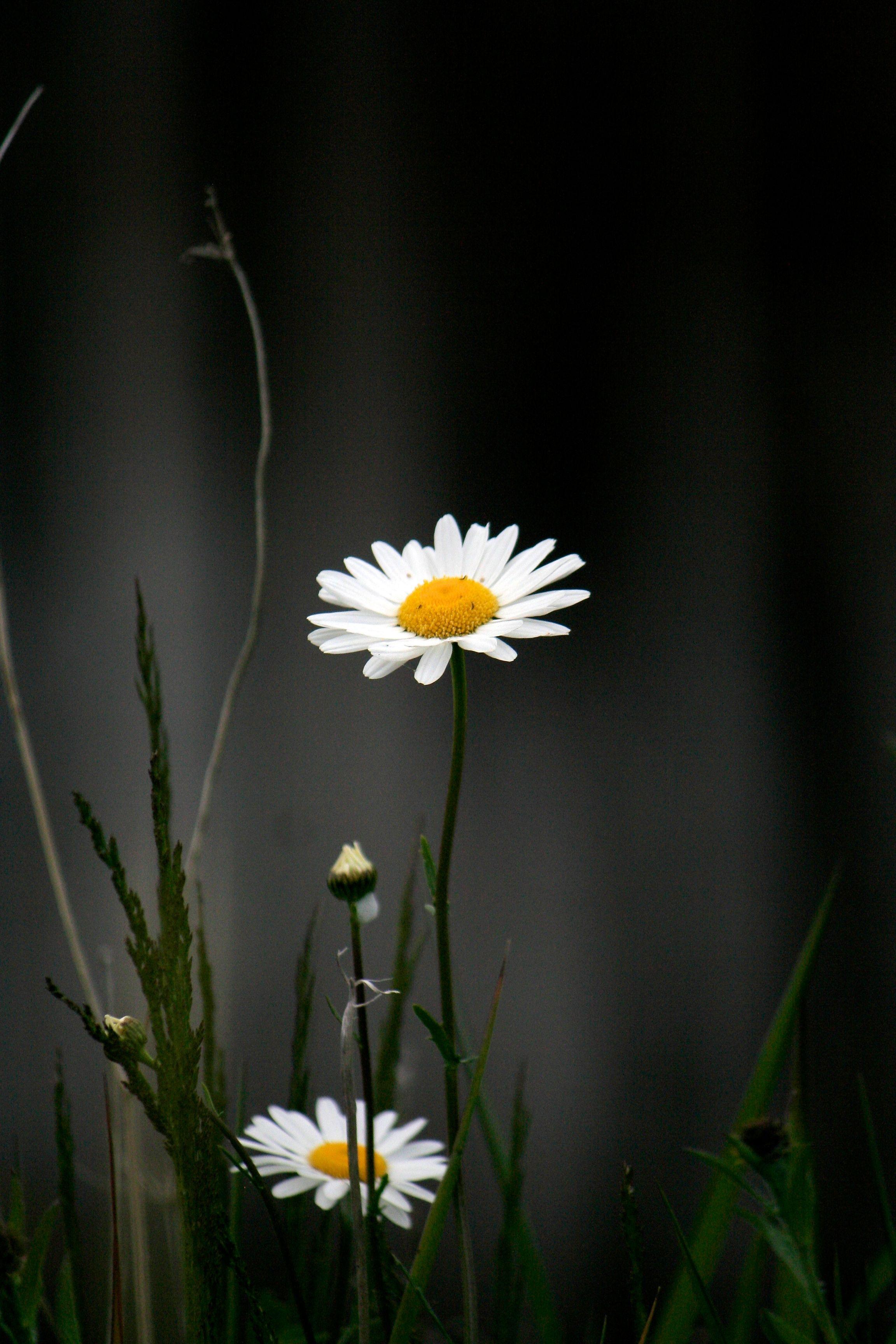 Black Daisy Flower Wallpapers Top Free Black Daisy Flower Backgrounds