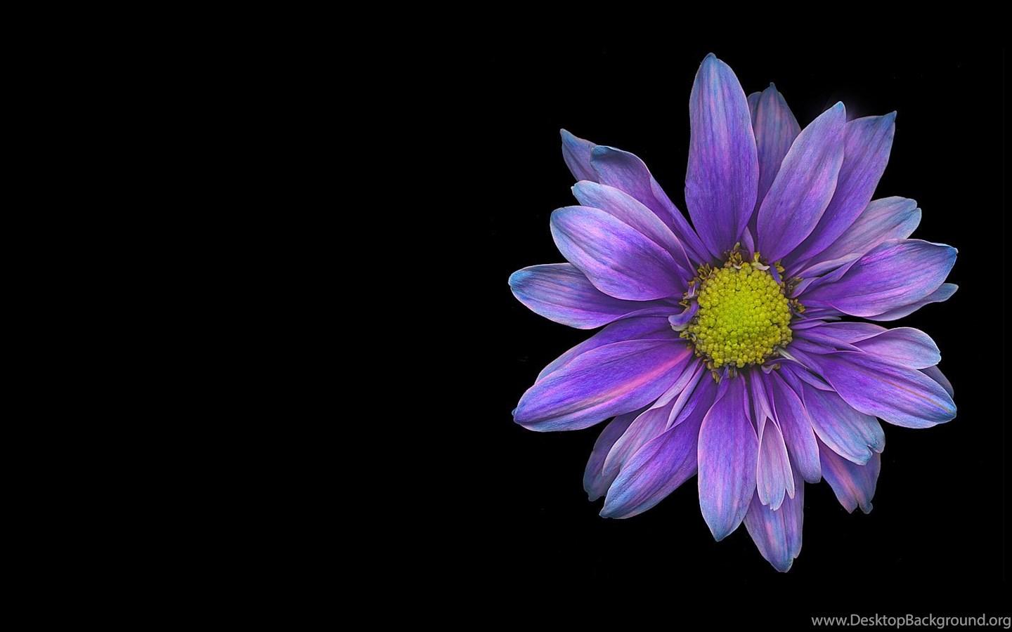 Black Daisy Flower Wallpapers Top Free Black Daisy Flower Backgrounds