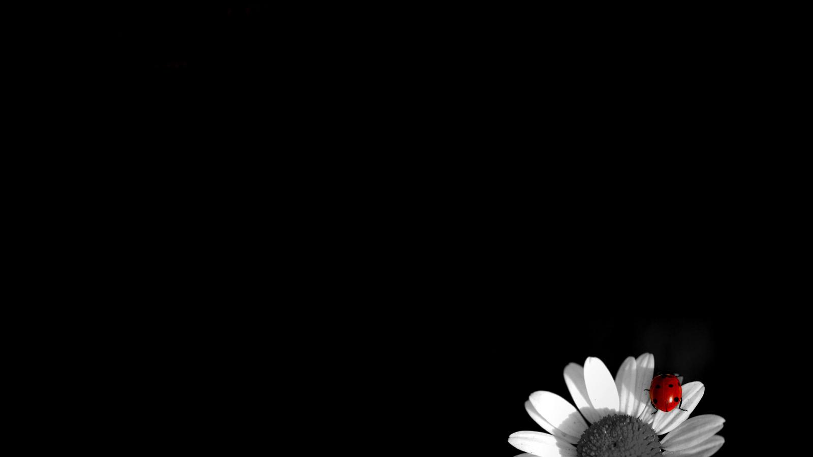 Black Daisy Flower Wallpapers Top Free Black Daisy Flower Backgrounds
