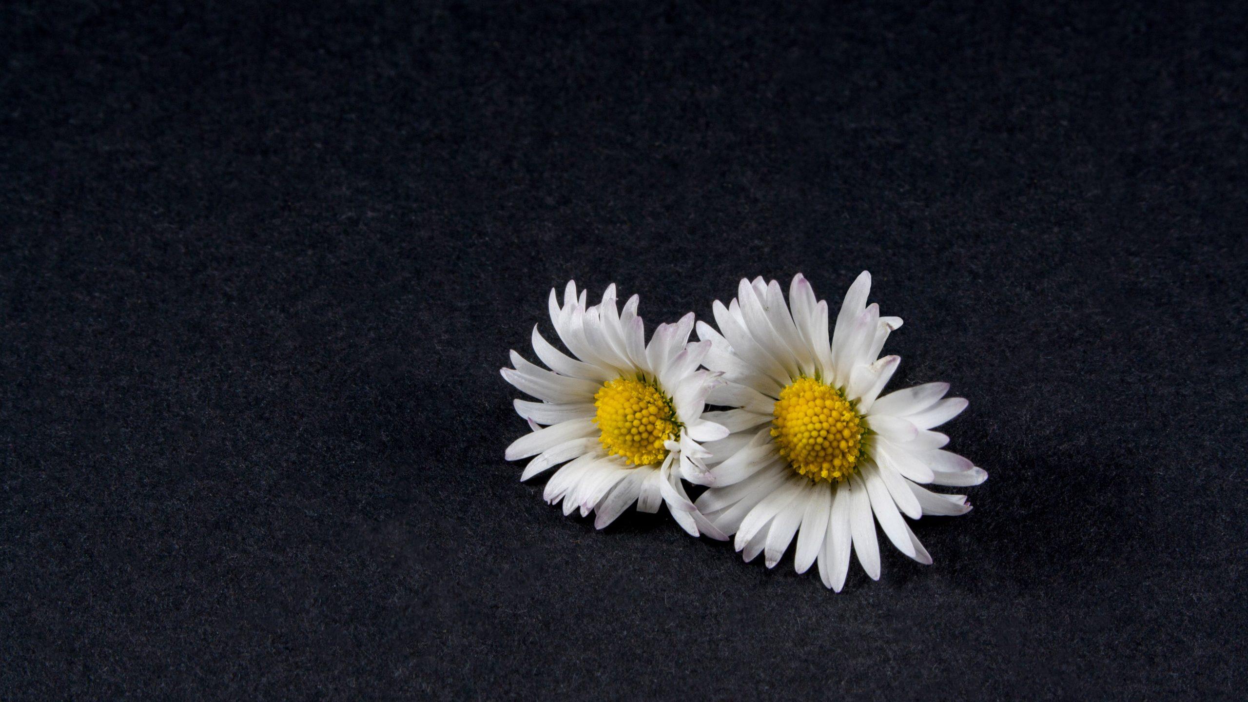Black Daisy Flower Wallpapers Top Free Black Daisy Flower Backgrounds