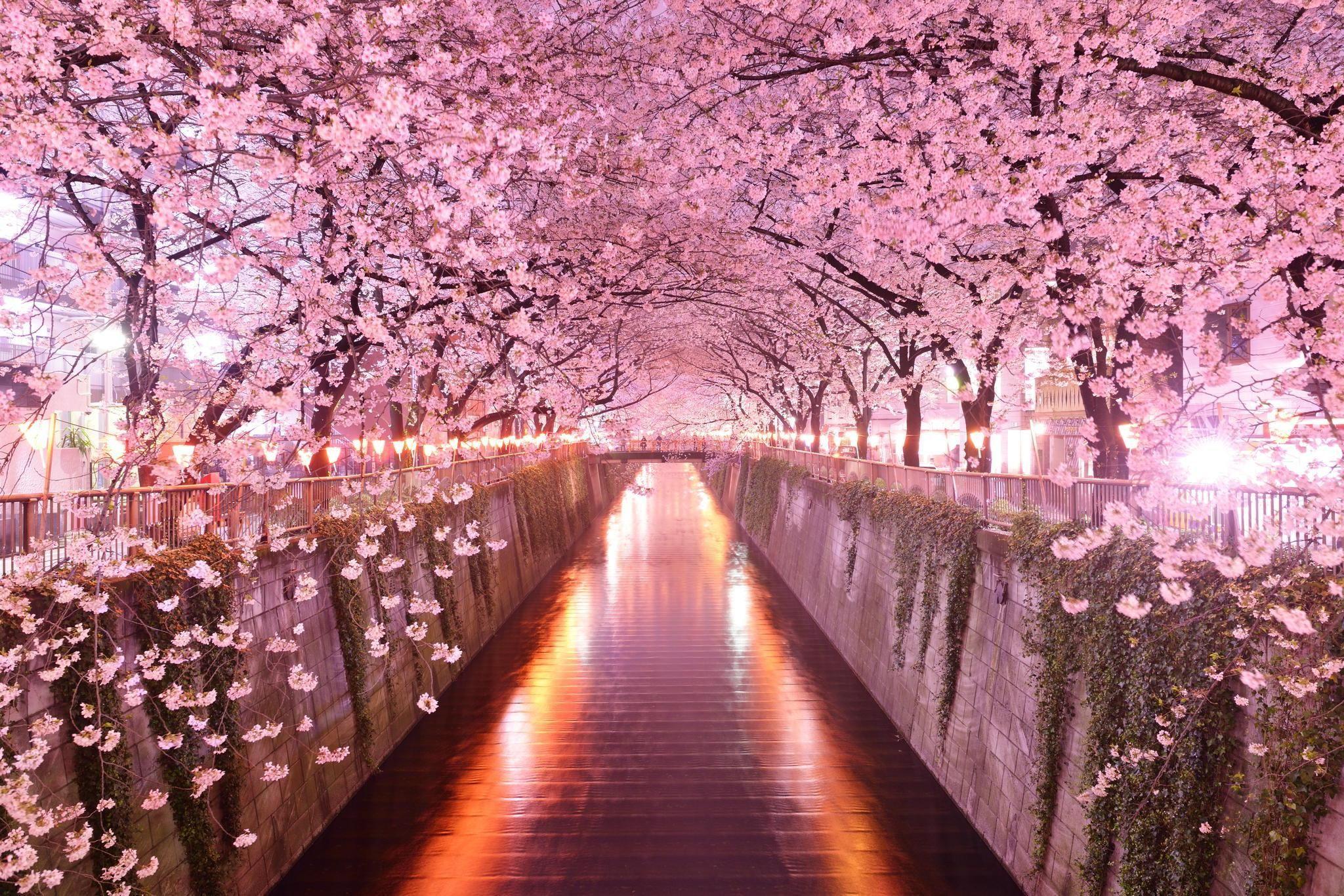 Japanese Sakura Wallpapers Top Free Japanese Sakura Backgrounds