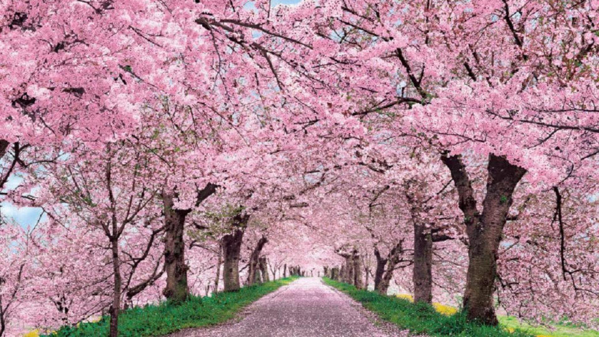 Sakura Tree Wallpapers - Top Free Sakura Tree Backgrounds - WallpaperAccess