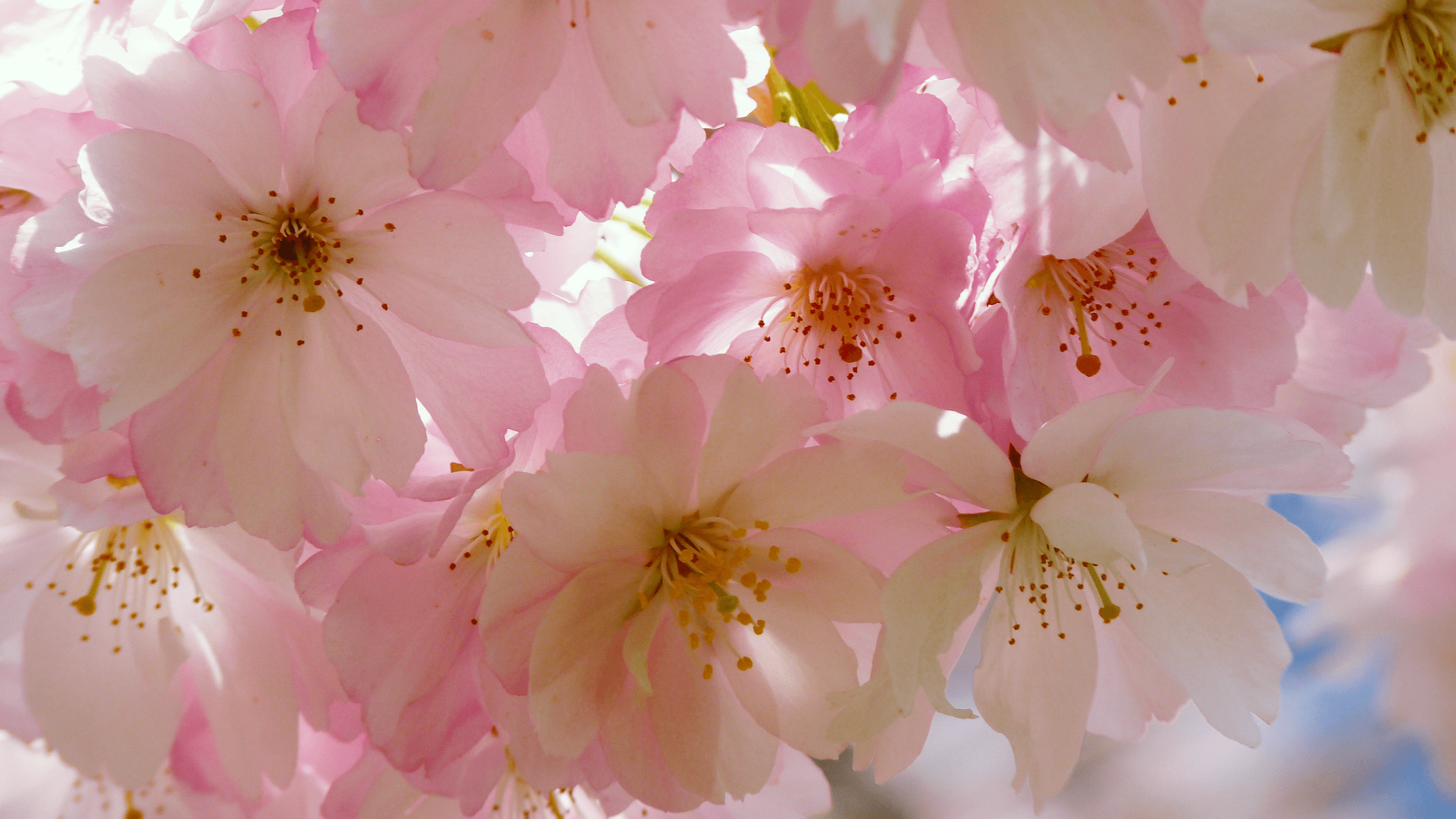 Japanese Sakura Wallpapers Top Free Japanese Sakura Backgrounds