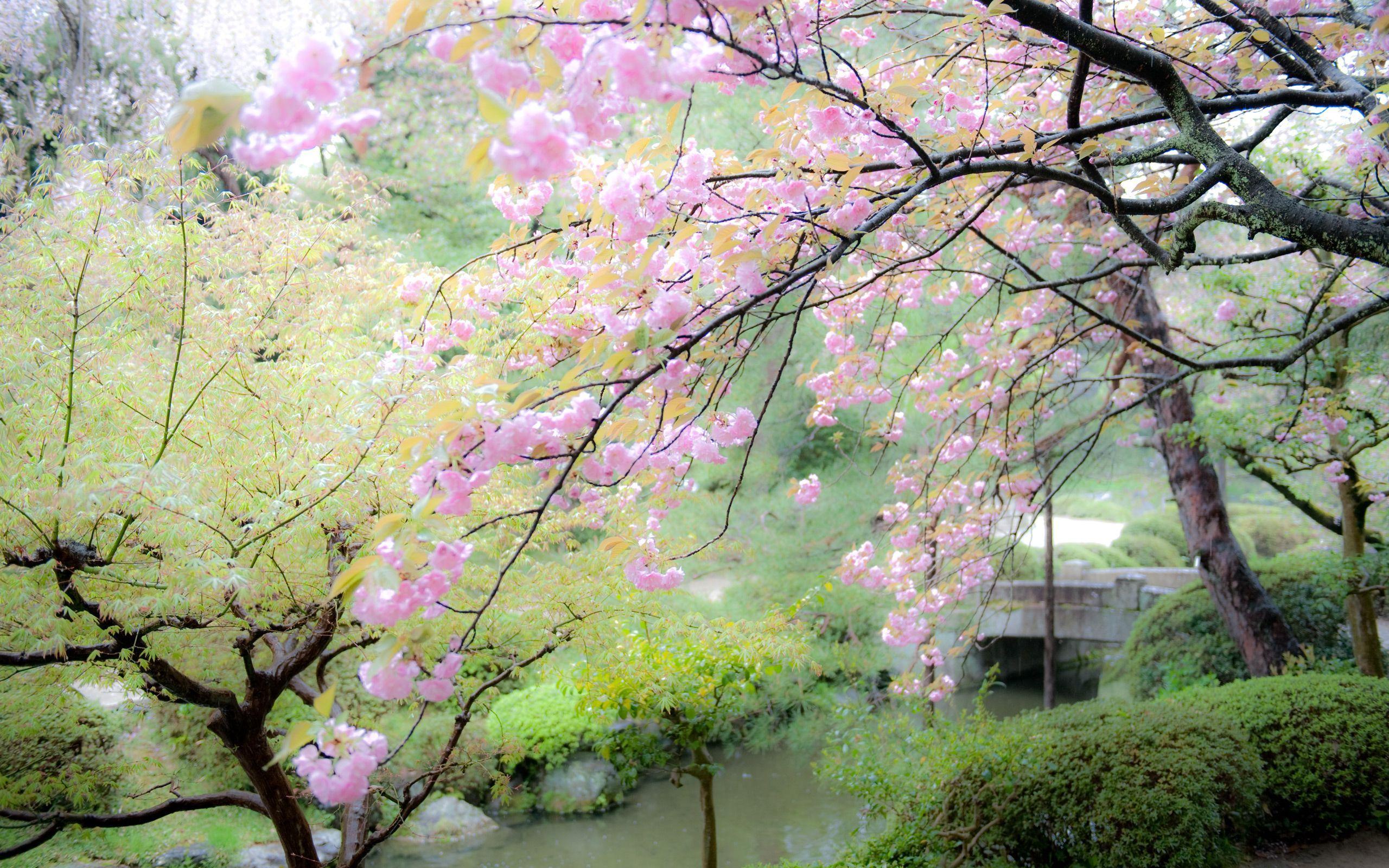 Zen Spring Wallpapers Top Free Zen Spring Backgrounds WallpaperAccess