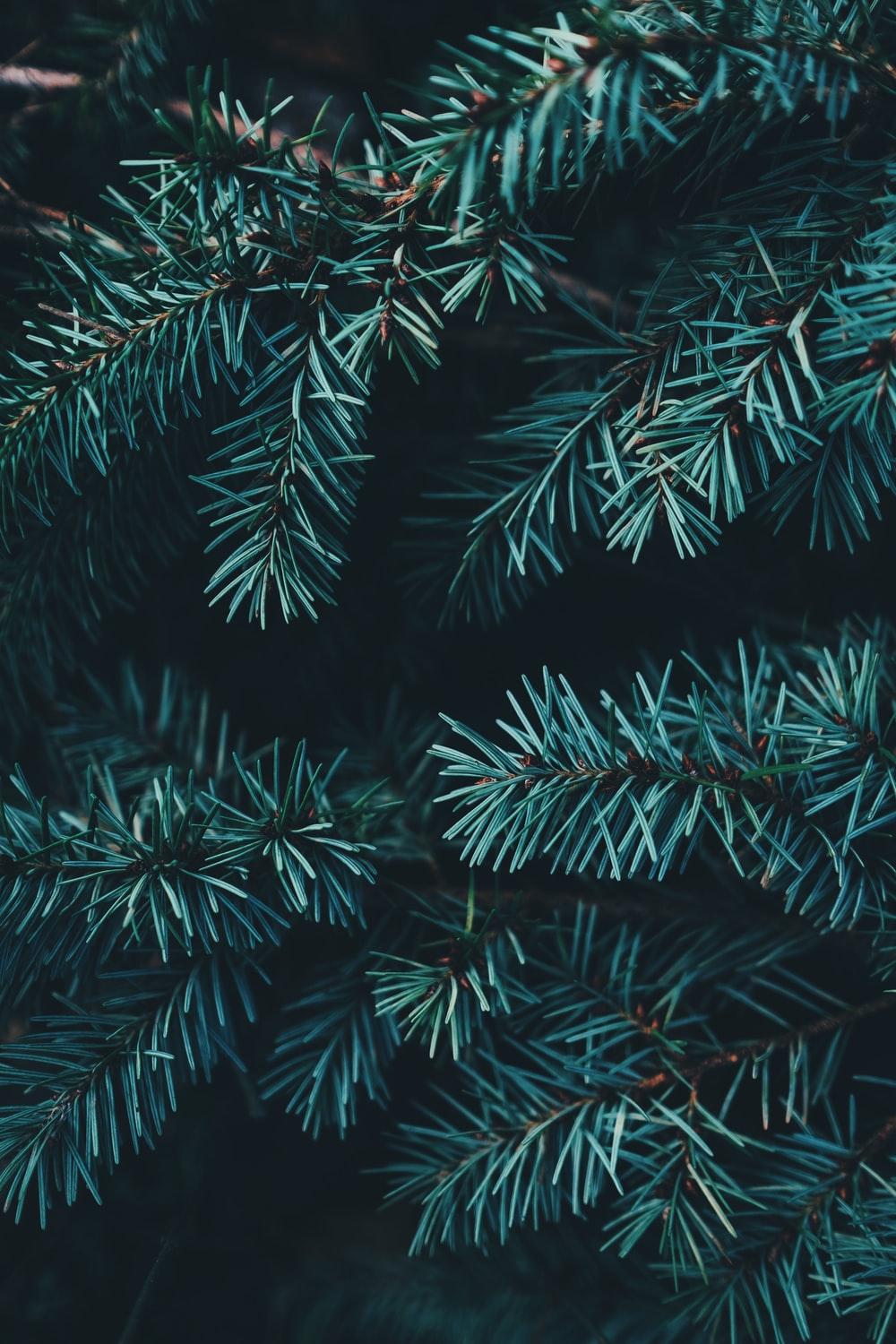 Dark Green Christmas Wallpapers Top Free Dark Green Christmas