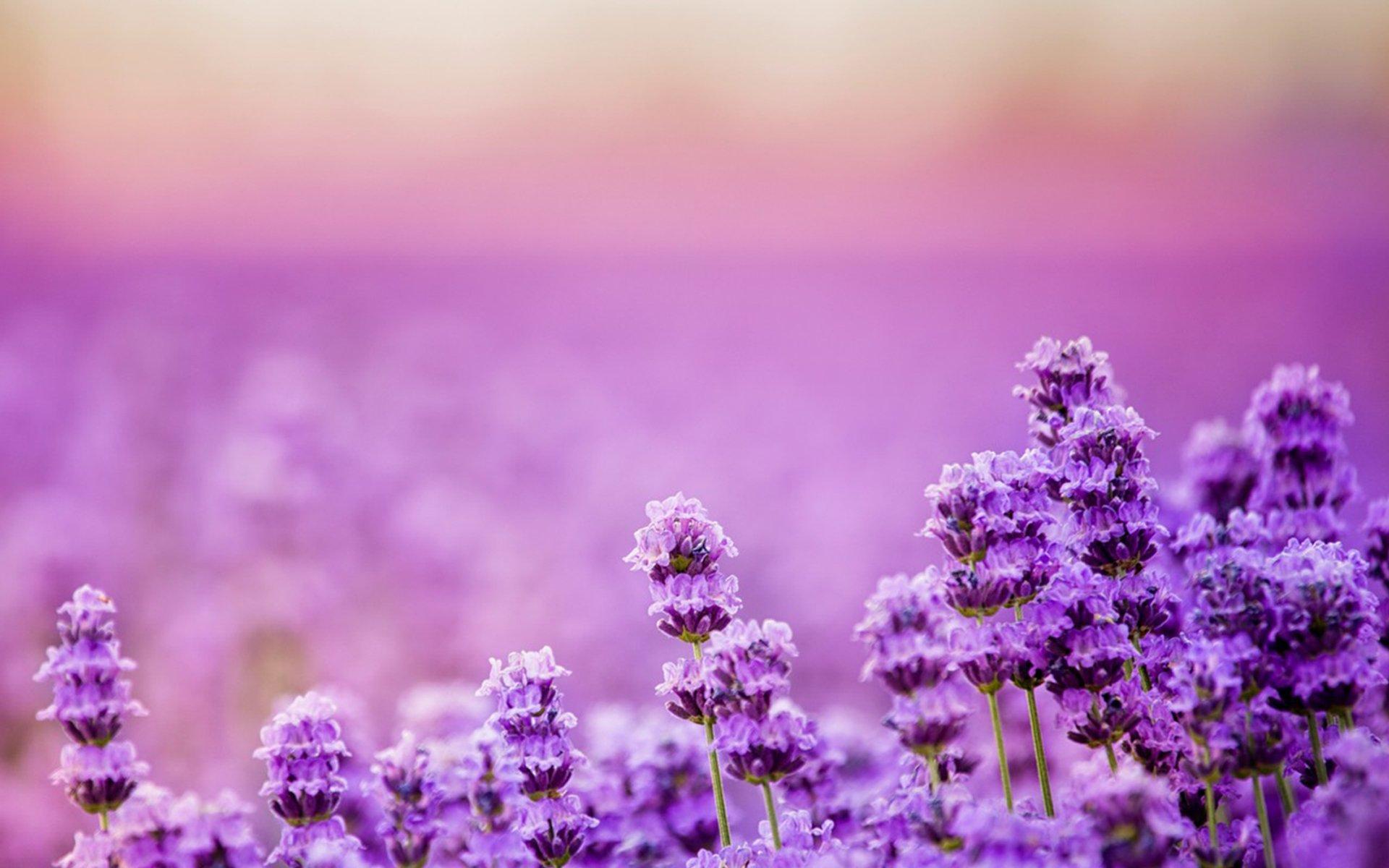 Landscape Lavender Wallpapers Top Free Landscape Lavender Backgrounds