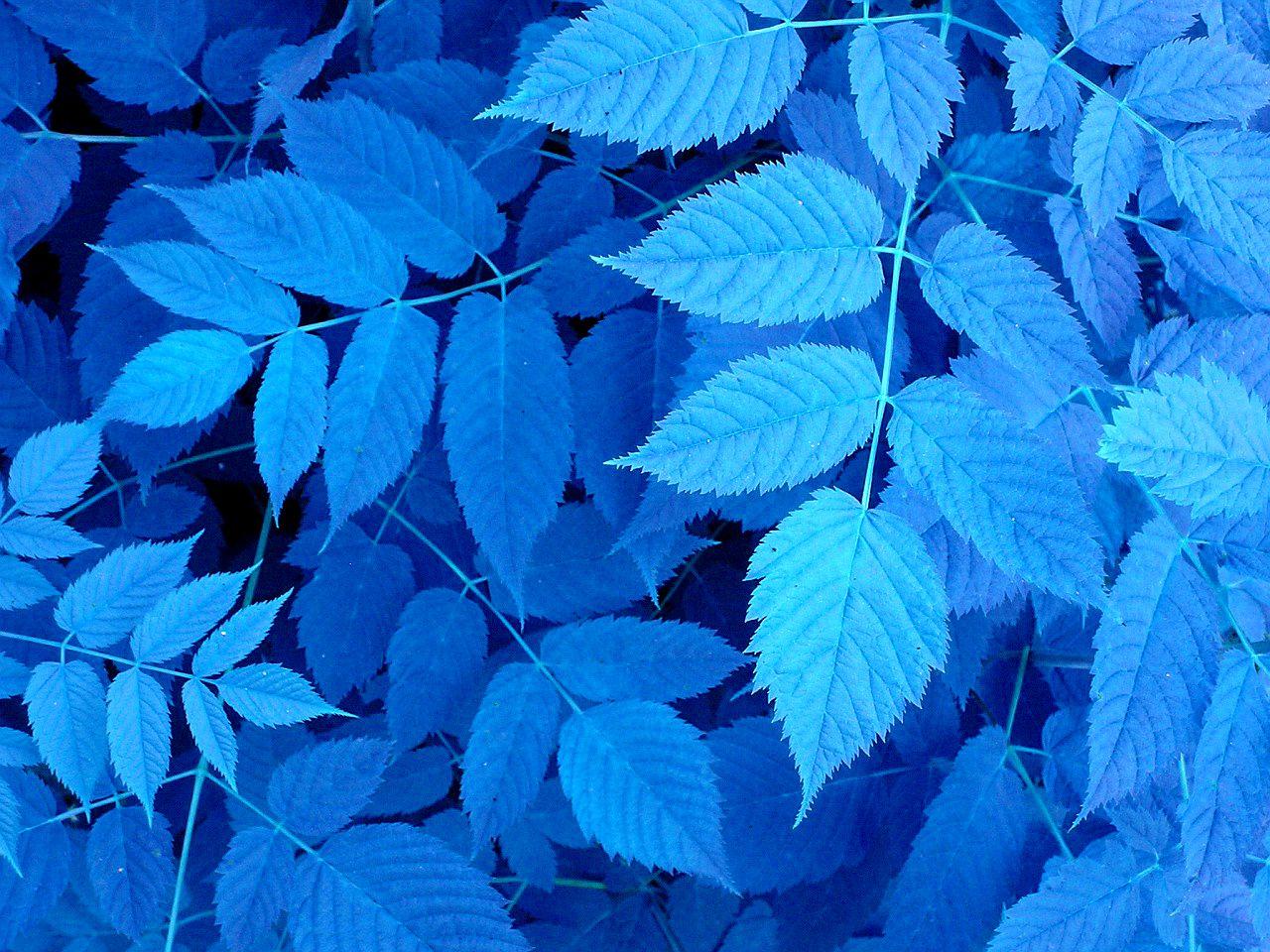 Blue Leaves Wallpapers Top Free Blue Leaves Backgrounds WallpaperAccess